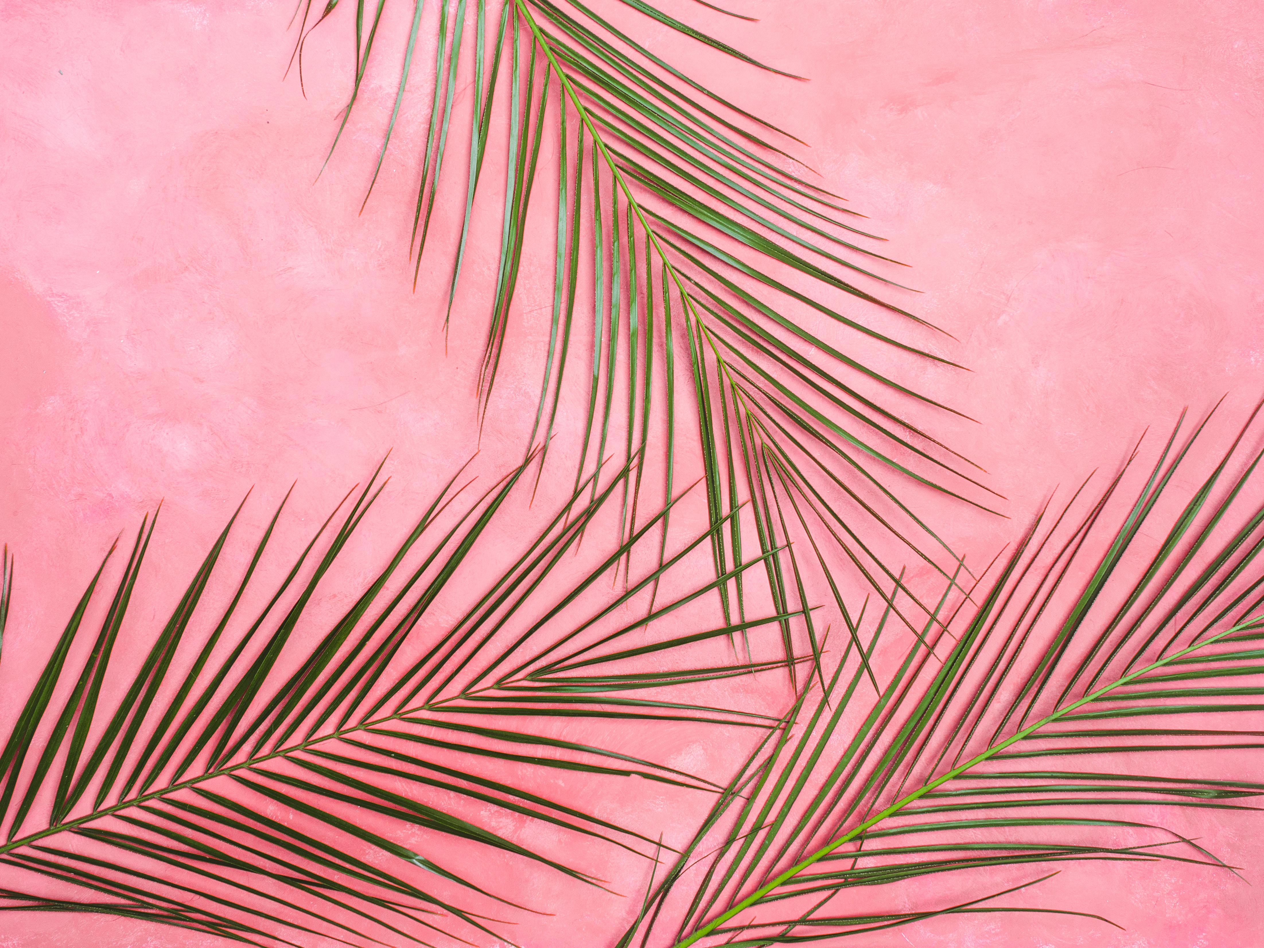 153576 download wallpaper minimalism, branches, leaves, palm, pastel screensavers and pictures for free