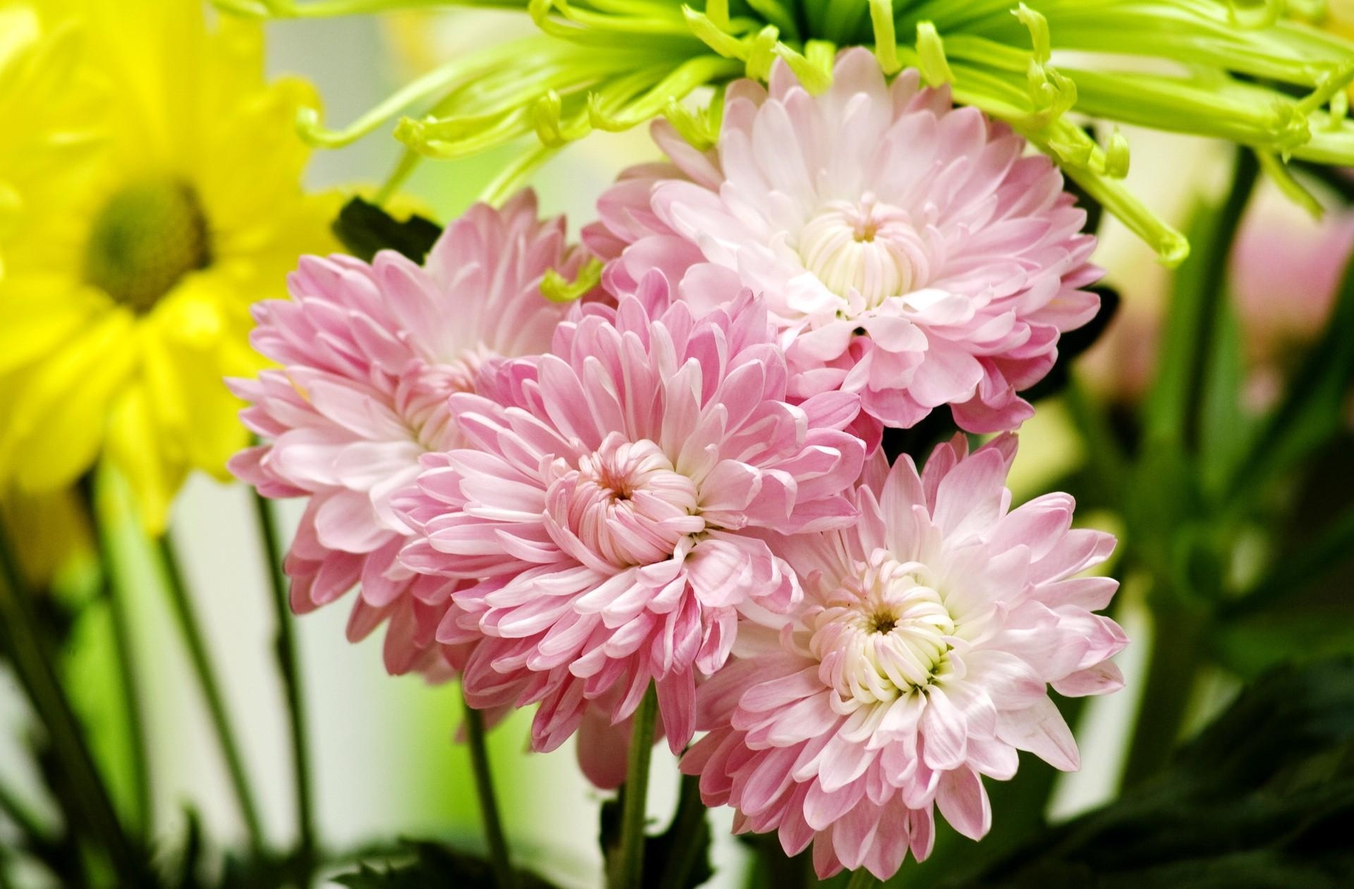 Laden Sie das Blumen, Blütenblätter, Nahaufnahme, Strauß, Bouquet, Nahansicht, Astern-Bild kostenlos auf Ihren PC-Desktop herunter