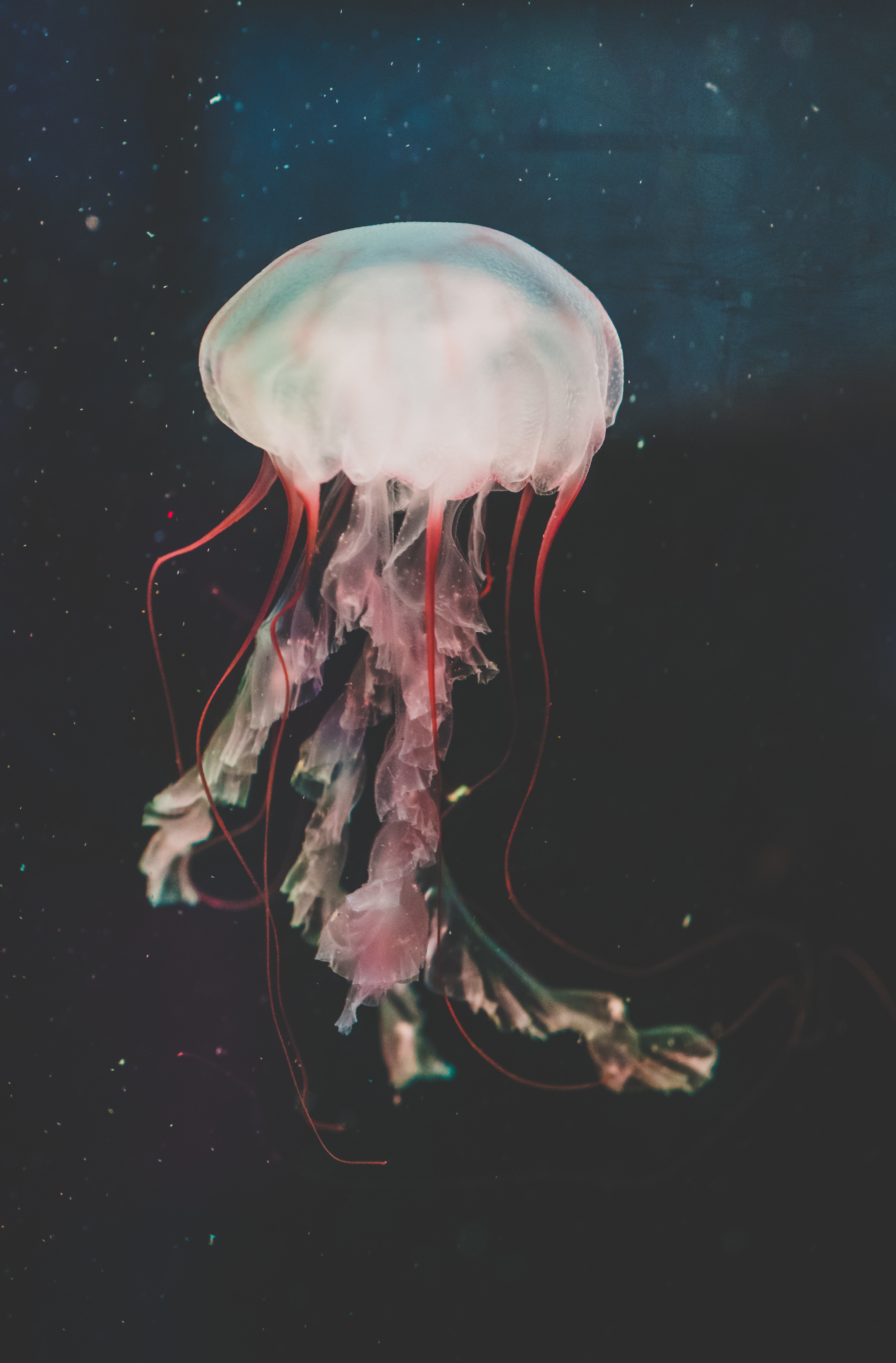 124906 Hintergrundbild herunterladen tiere, wasser, schwimmen, unterwasserwelt, qualle, tentakel, die tentakel - Bildschirmschoner und Bilder kostenlos
