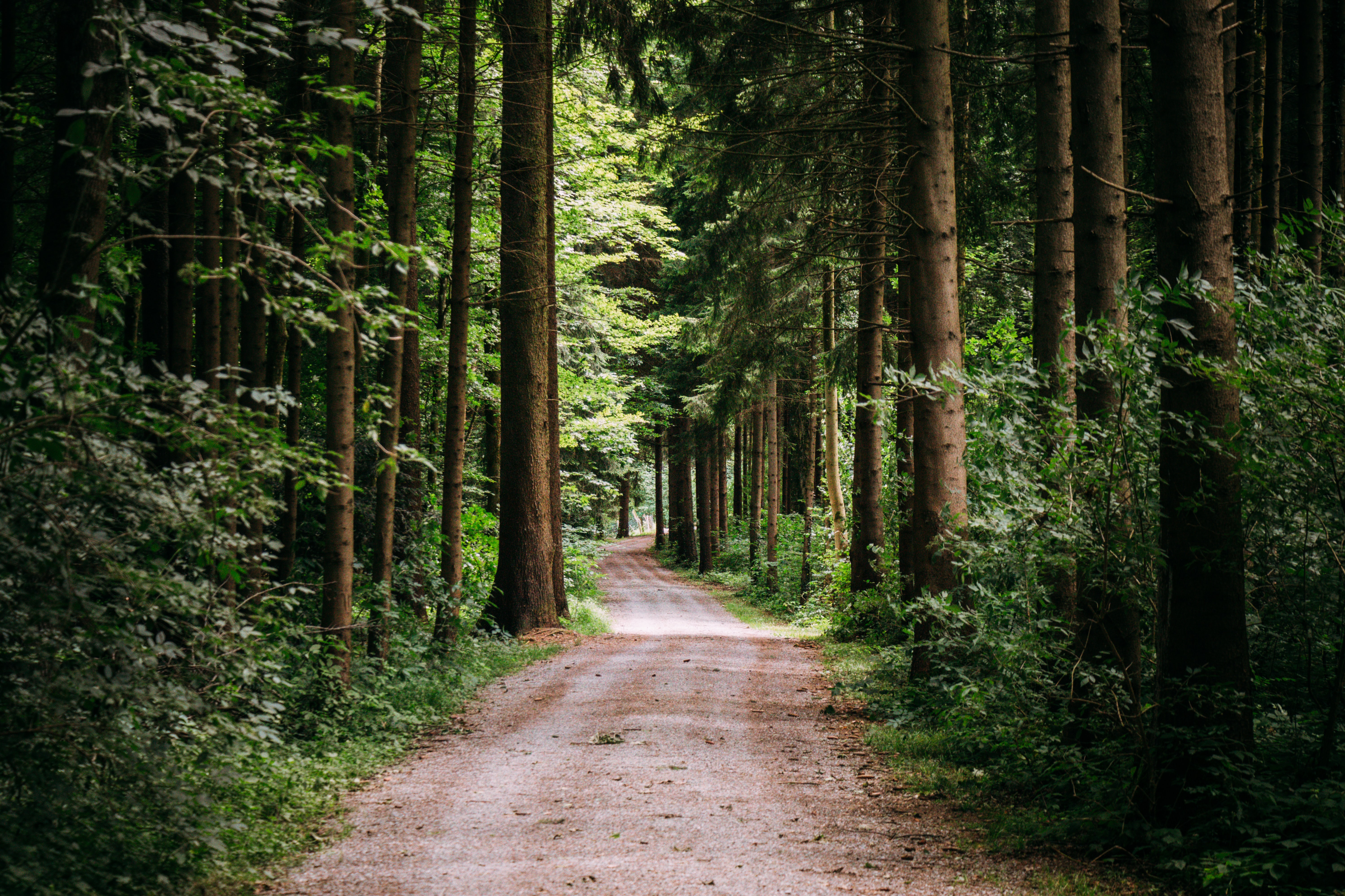 path, forest, nature, trees, road wallpapers for tablet