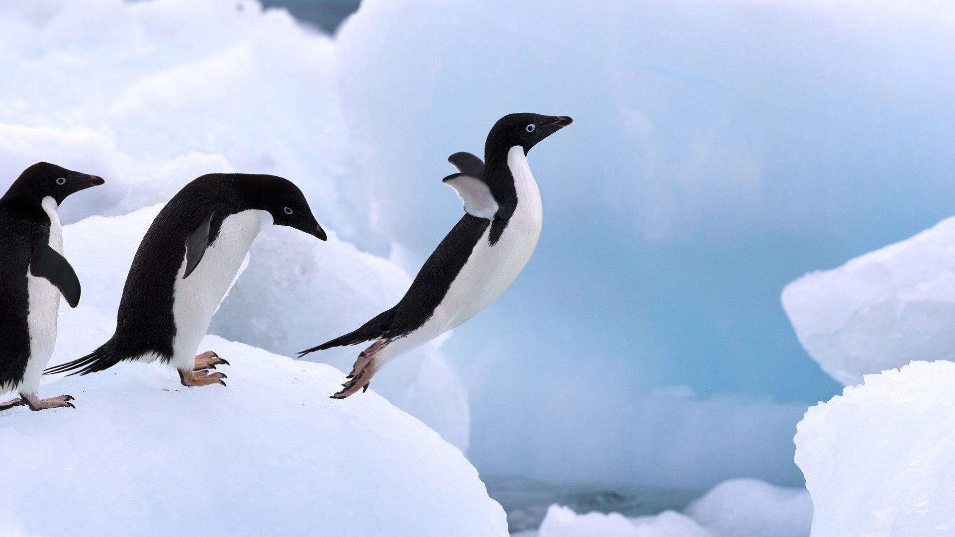 97352 Bildschirmschoner und Hintergrundbilder Pinguin auf Ihrem Telefon. Laden Sie tiere, schnee, flügel, prallen, springen, pfoten, pinguin Bilder kostenlos herunter