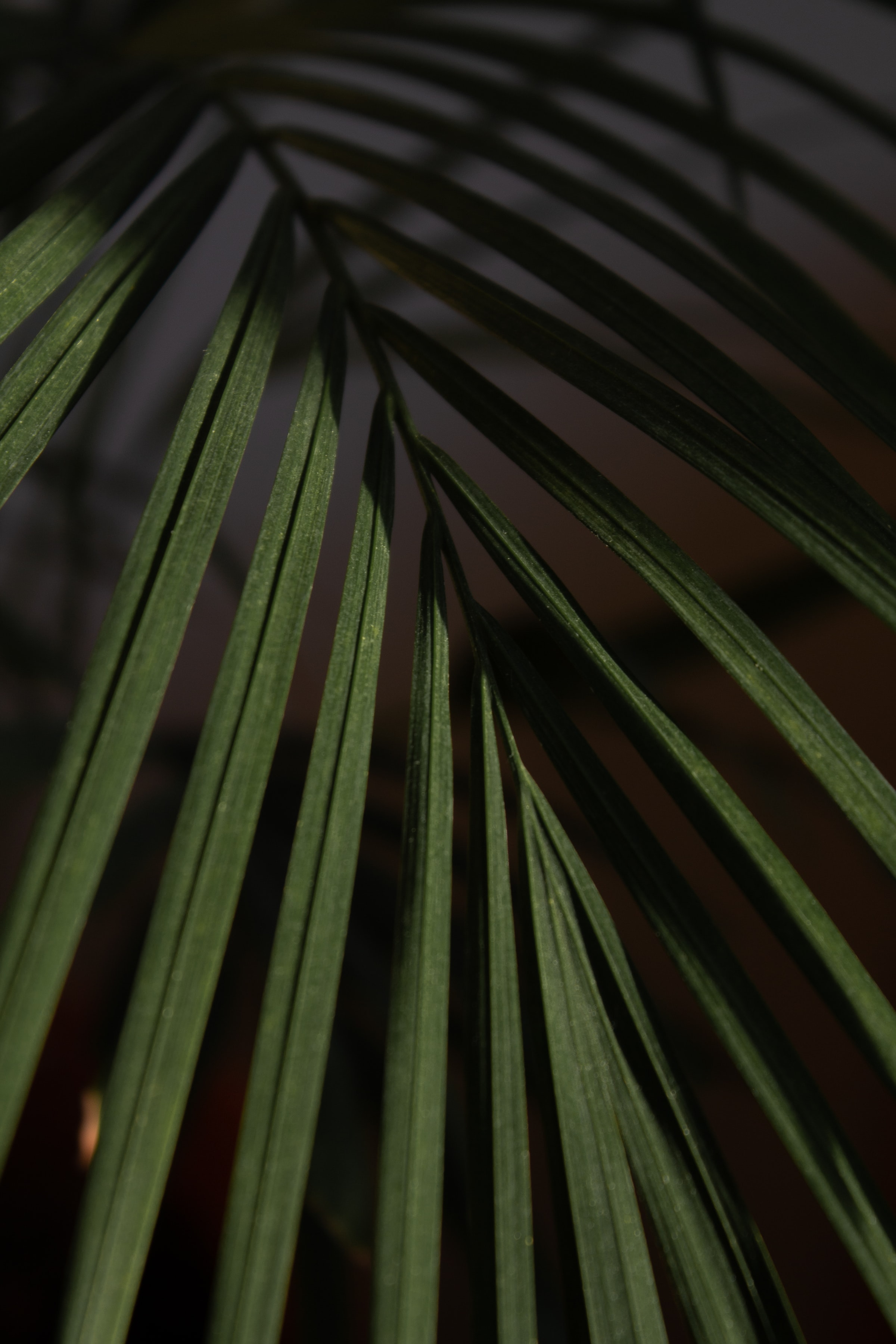 Palm macro, branch, sheet, leaf 4K Wallpaper
