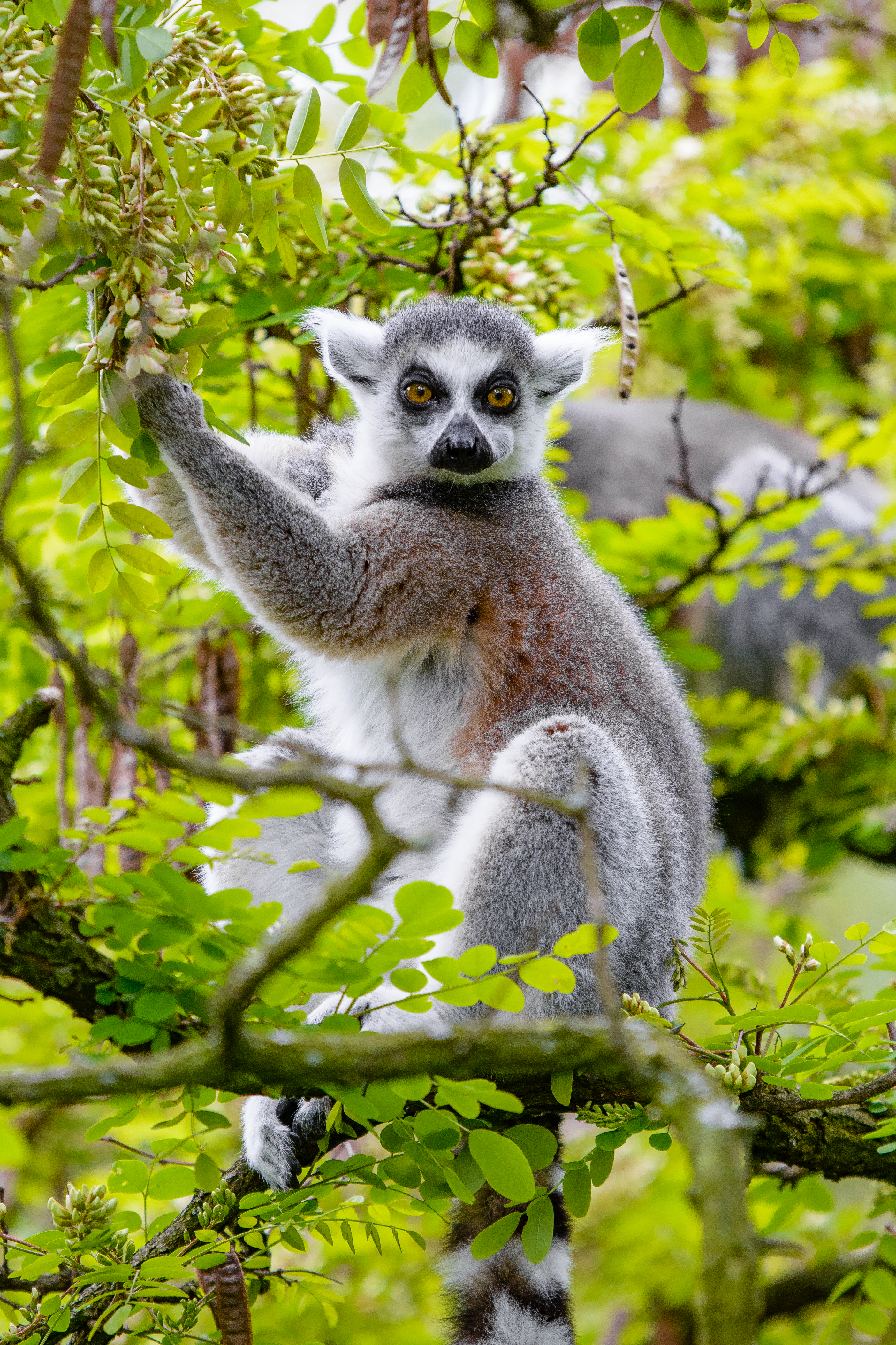 Handy-Wallpaper Lemur, Tiere, Holz, Baum, Geäst, Zweige, Wilde Natur, Wildlife, Tier kostenlos herunterladen.