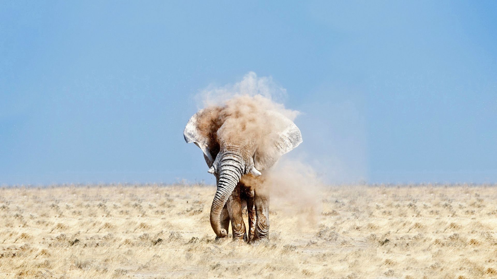 Widescreen image sand, animals, sky, elephant