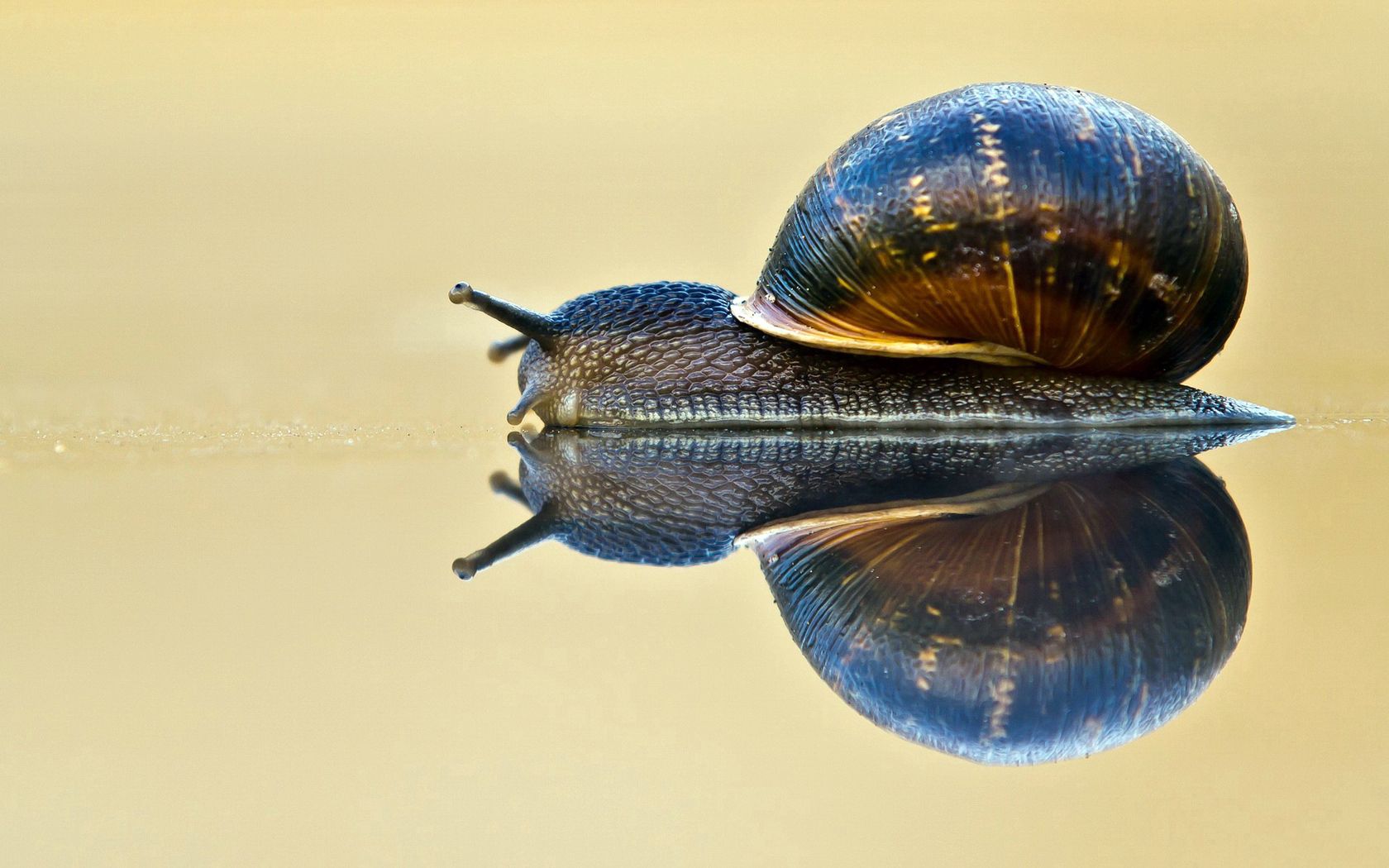 149706 download wallpaper reflection, macro, crawl, snail, carapace, shell, antennae, tendrils, sink screensavers and pictures for free