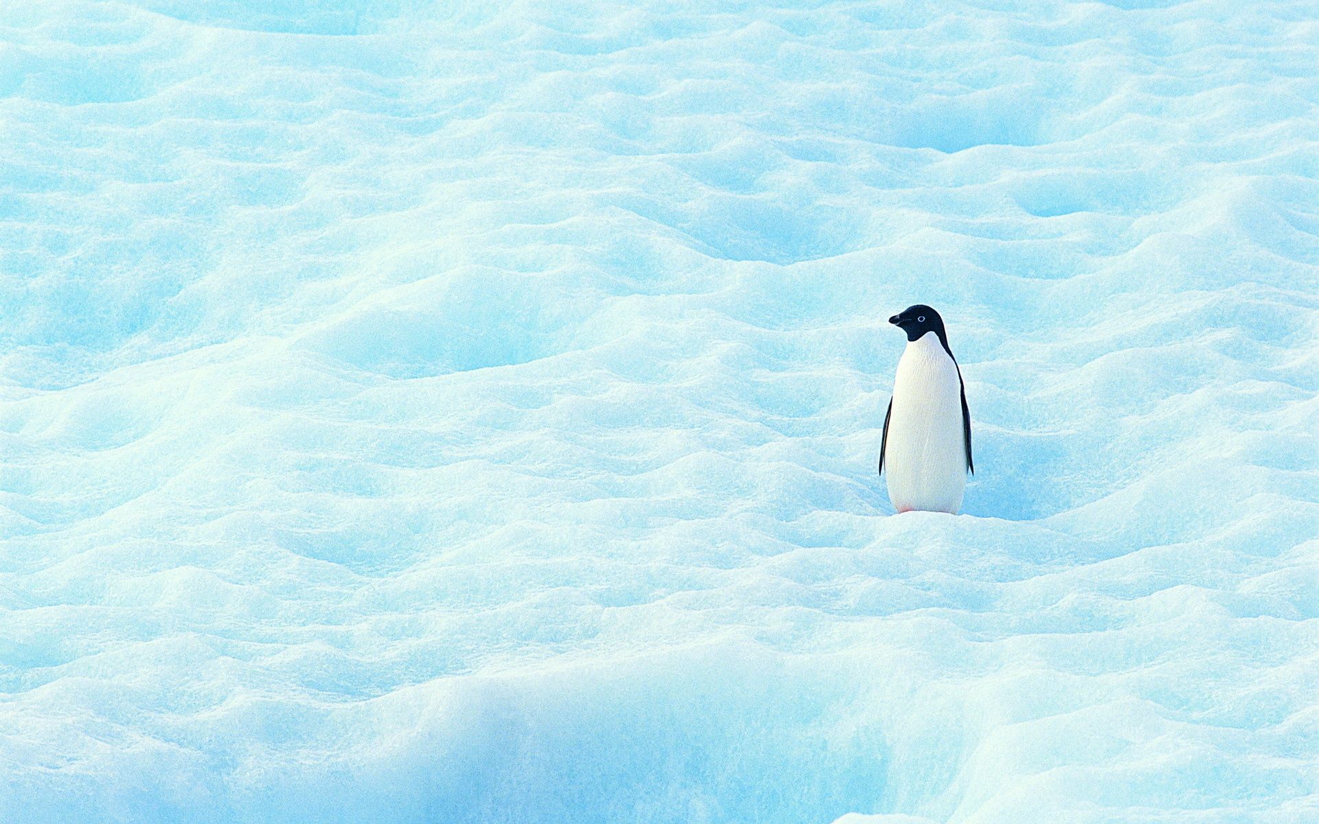 150375 Bildschirmschoner und Hintergrundbilder Pinguin auf Ihrem Telefon. Laden Sie schnee, minimalismus, klein, pinguin, norden Bilder kostenlos herunter
