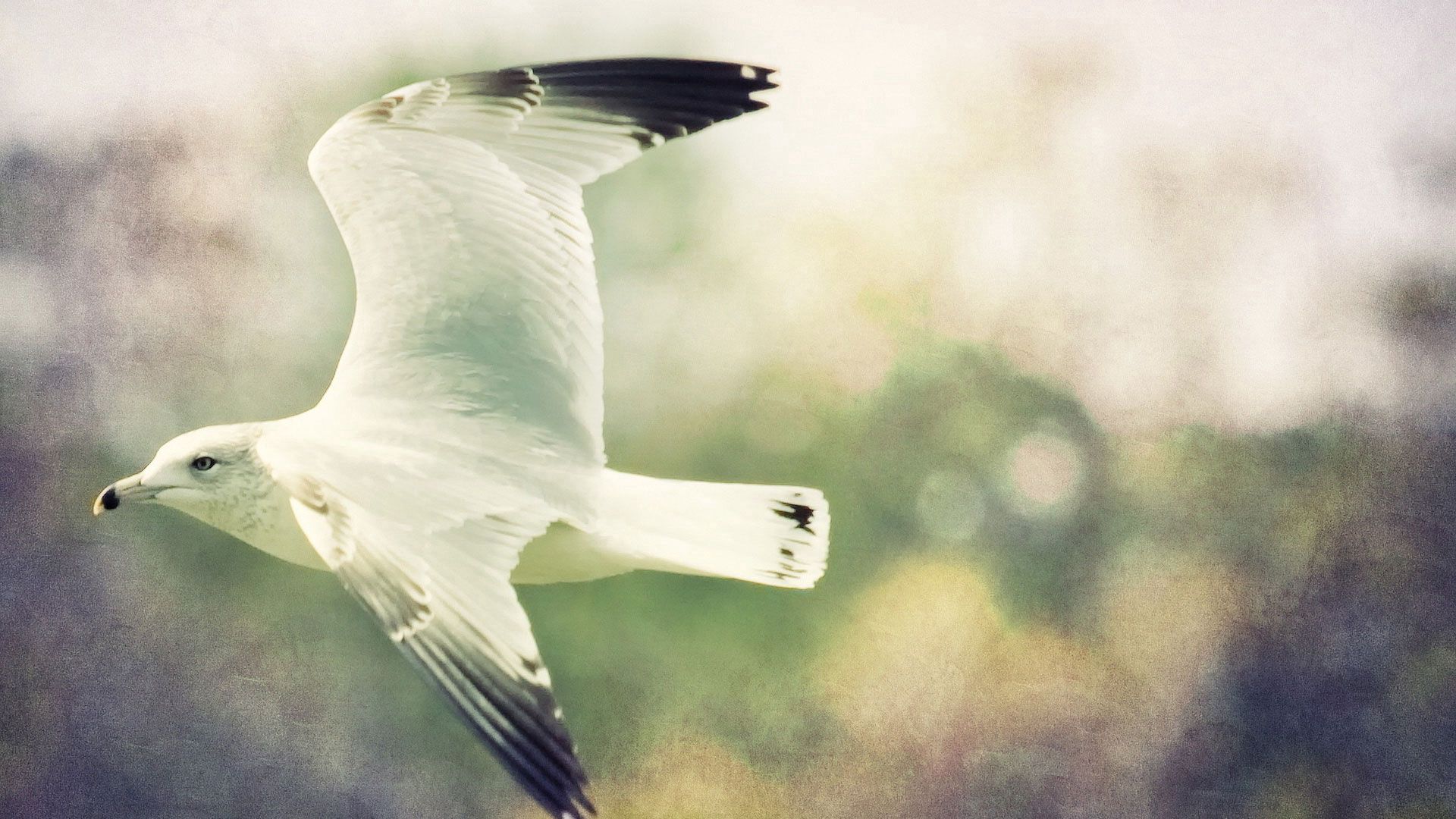 Laden Sie das Tiere, Vogel, Flug, Möwe, Flügel, Verschwommener Hintergrund-Bild kostenlos auf Ihren PC-Desktop herunter