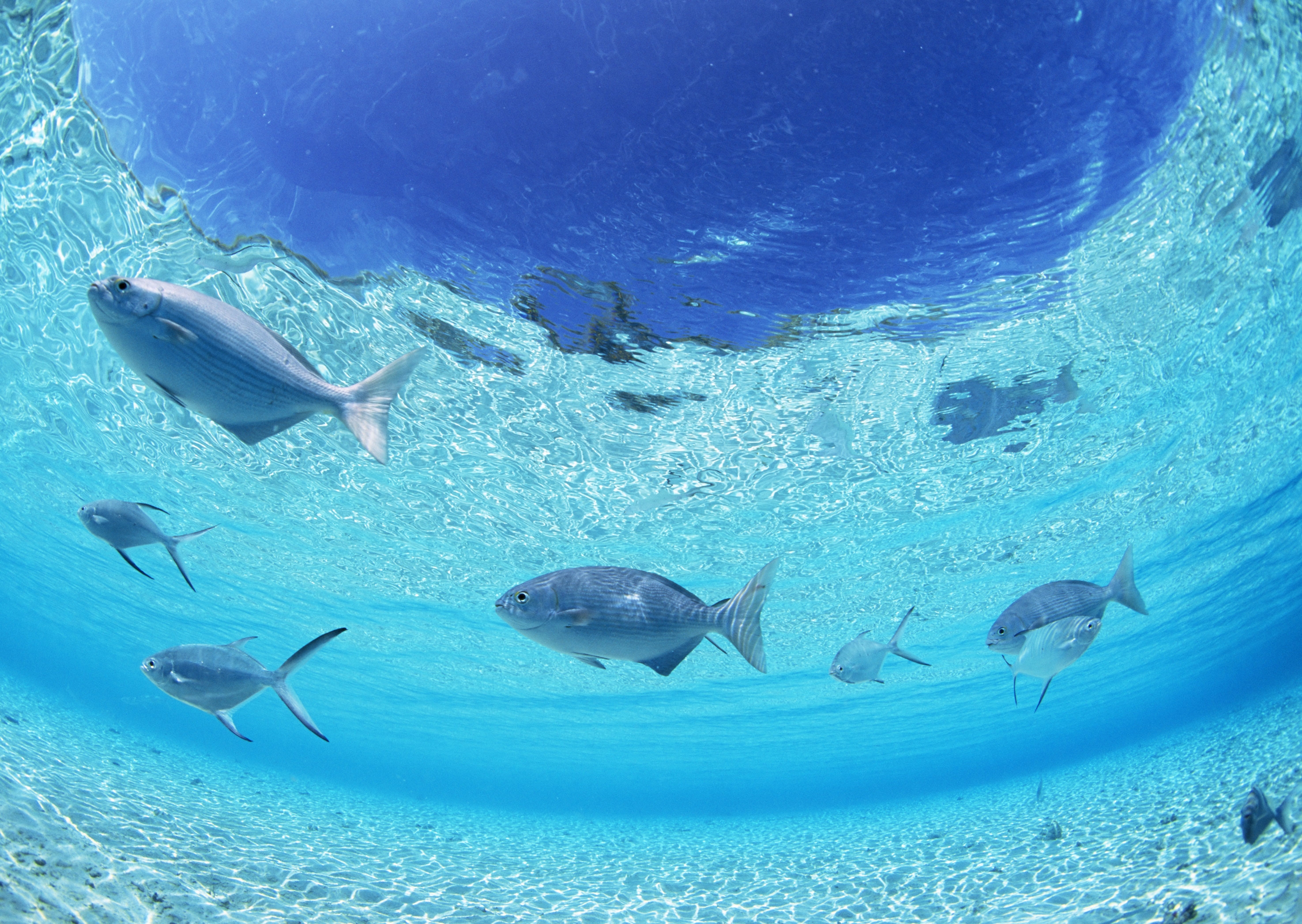 fishes, animals, sea, bottom, shallow water, shoal