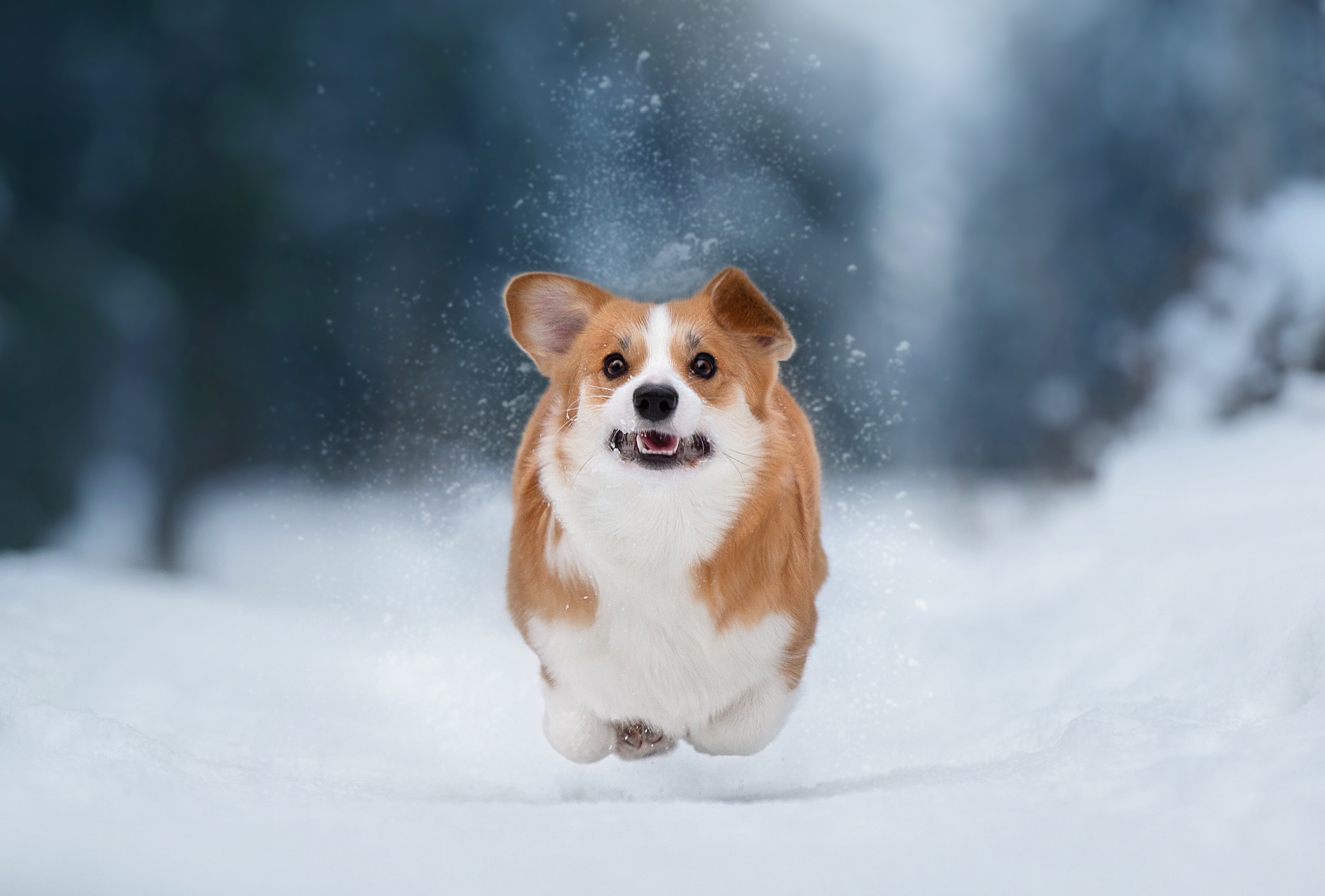 HD desktop wallpaper: Winter, Dogs, Snow, Dog, Animal, Corgi, Depth Of  Field download free picture #496272
