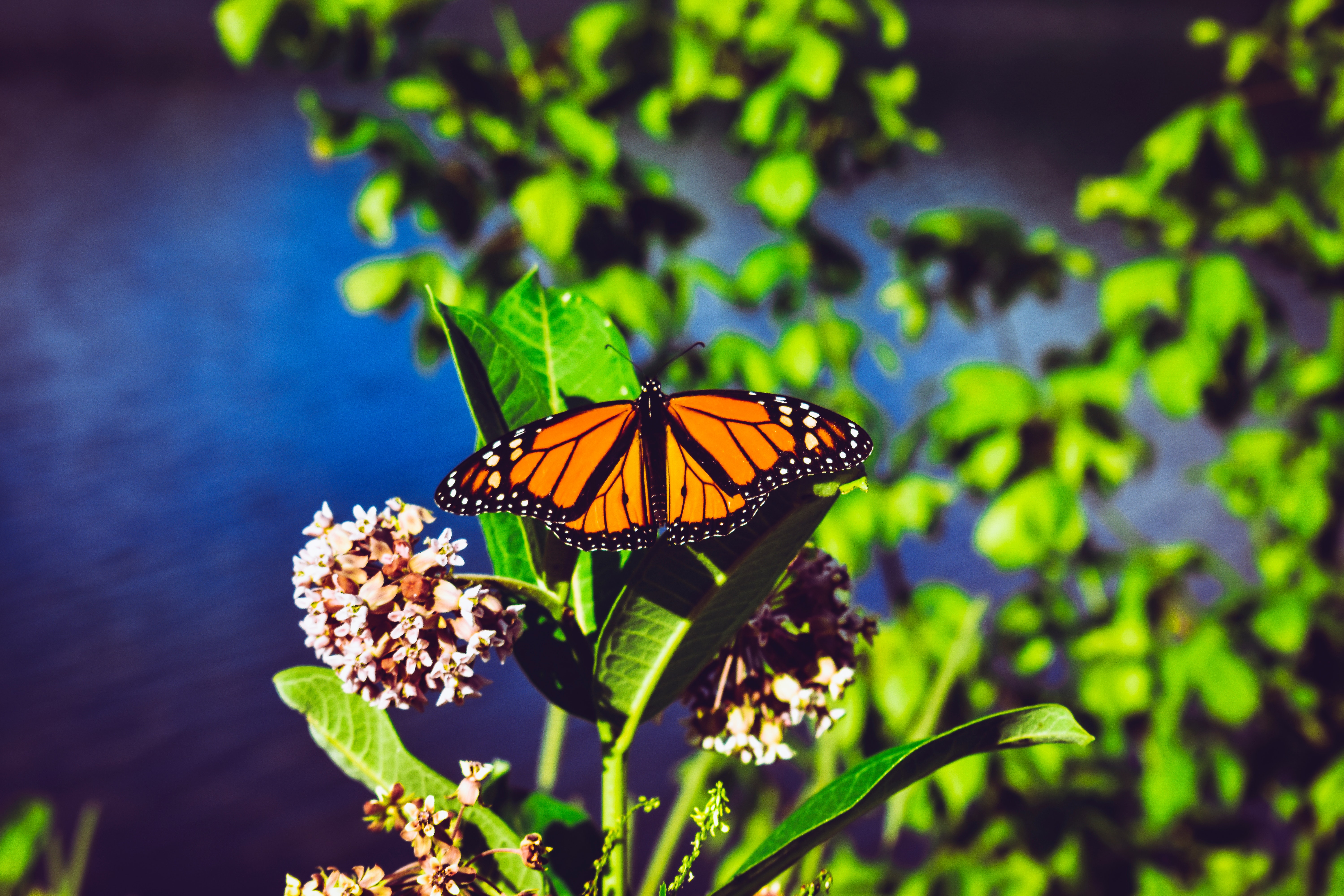 Laden Sie das Patterns, Makro, Hell, Nahaufnahme, Schmetterling, Danaida-Monarch-Bild kostenlos auf Ihren PC-Desktop herunter