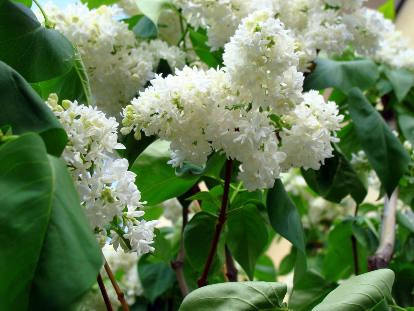 Laden Sie das Pflanzen, Blumen, Lilac-Bild kostenlos auf Ihren PC-Desktop herunter