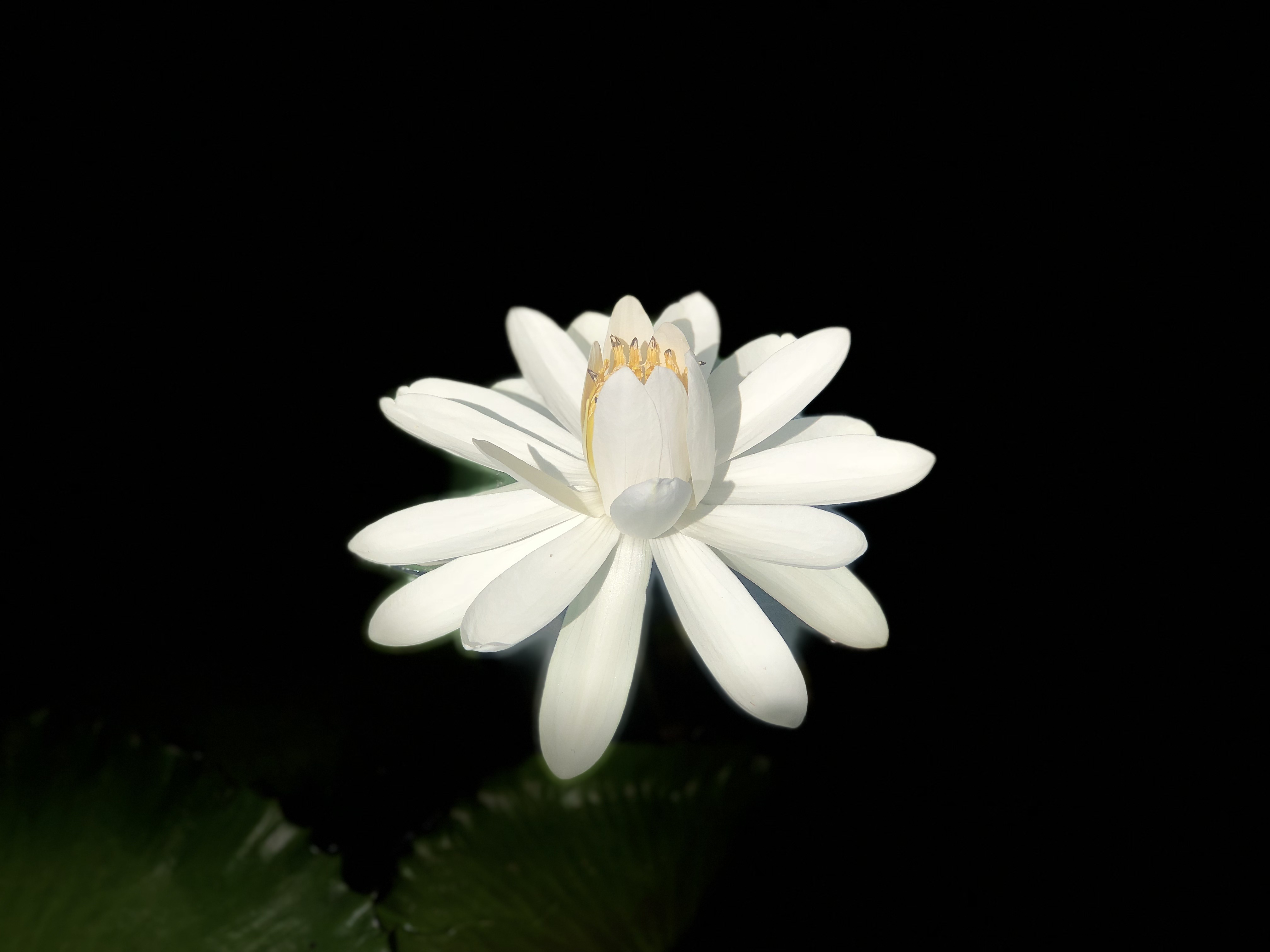 dark background, flowers, lotus, white, bloom, flowering 32K