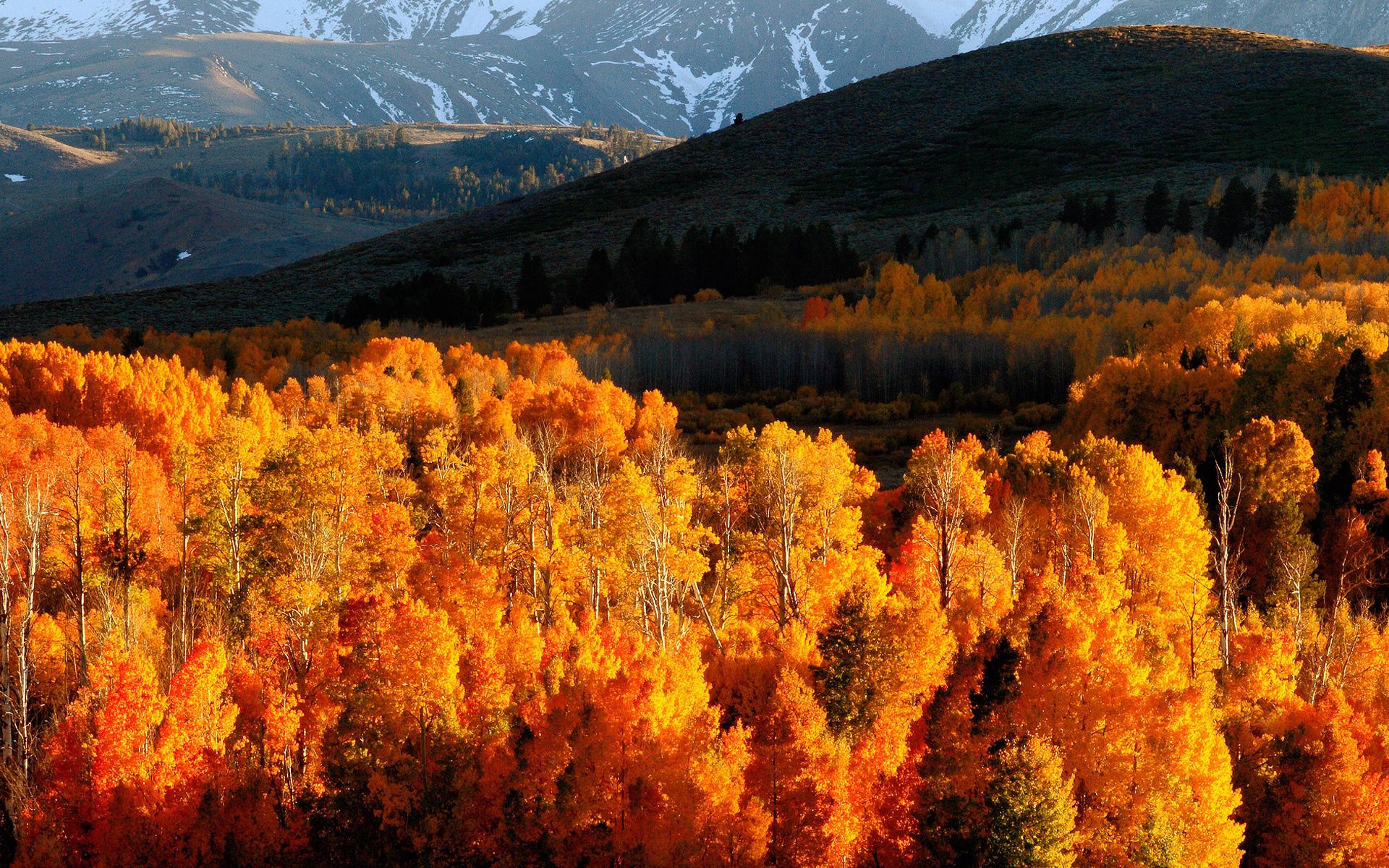 89543 скачать обои октябрь, осень, природа, деревья, горы, золото, свет, холмы, склоны - заставки и картинки бесплатно