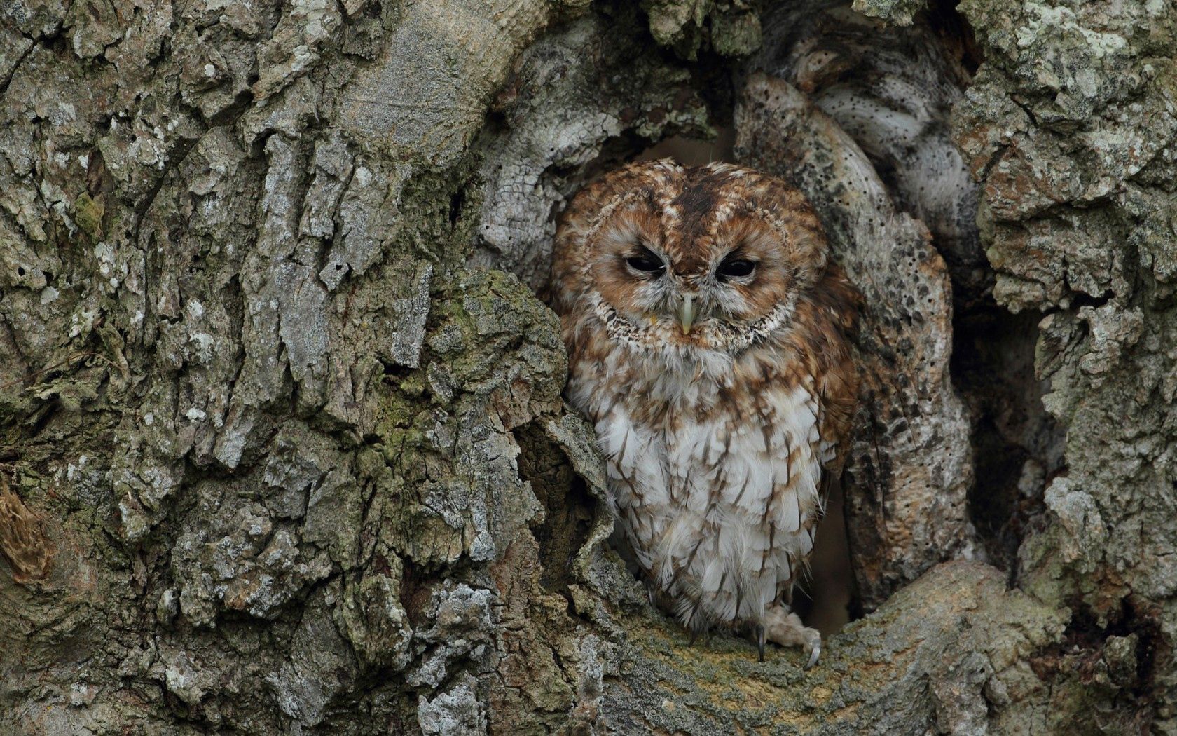 113045 download wallpaper animals, owl, bird, wood, tree, disguise, camouflage, bark, trunk screensavers and pictures for free