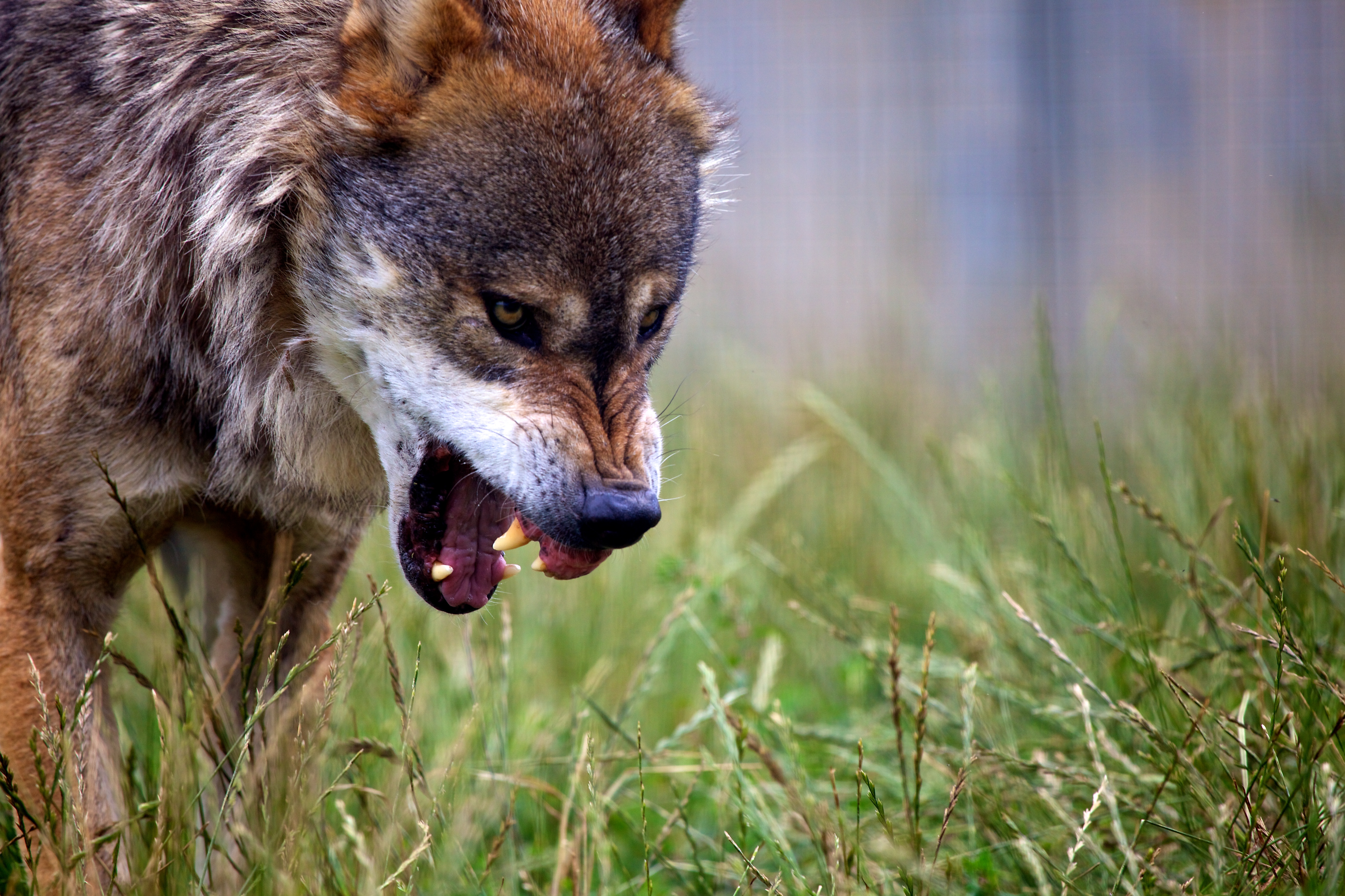 Grin predator, wildlife, wolf, animals Free Stock Photos