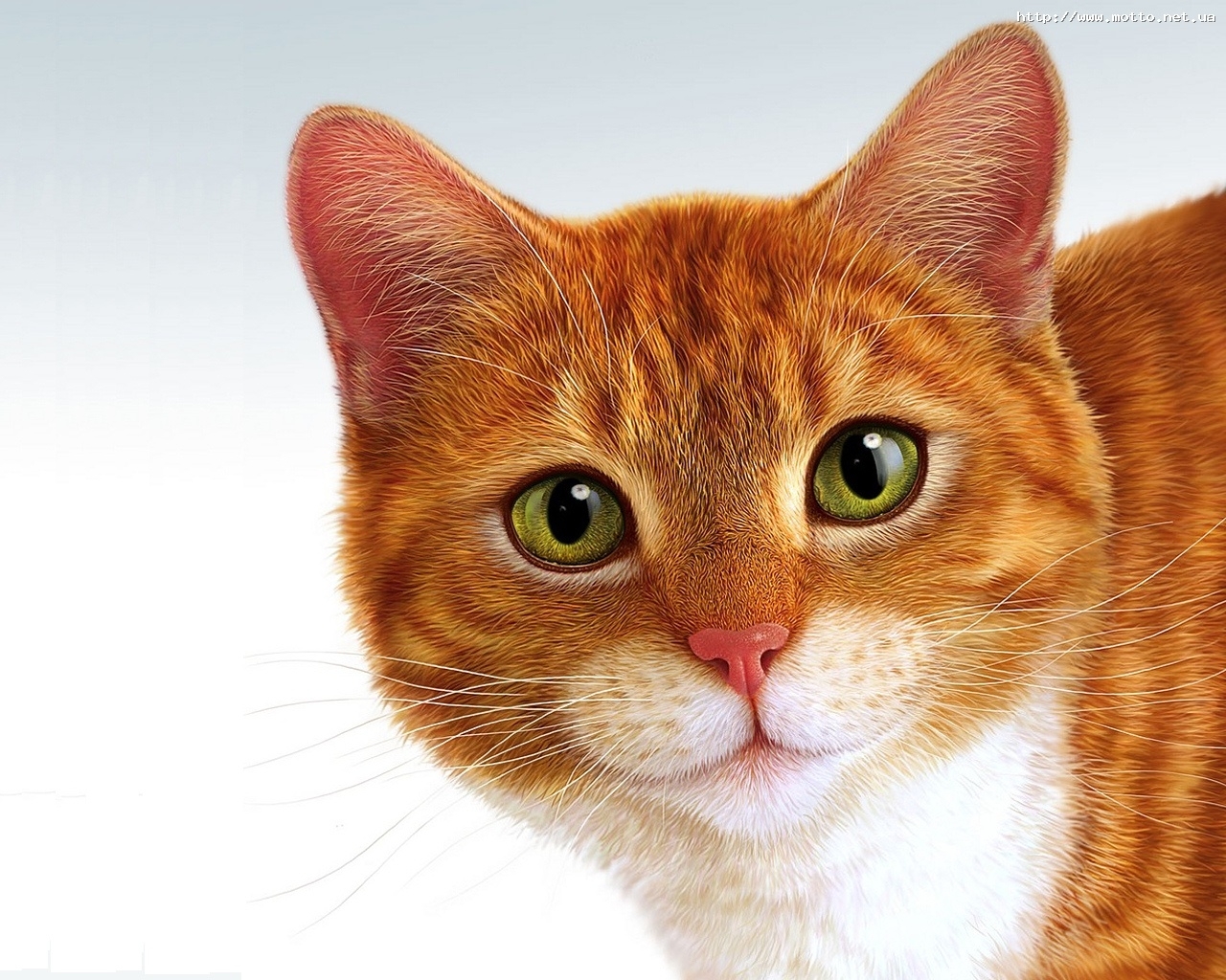 7282 descargar fondo de pantalla imágenes, gatos, animales: protectores de pantalla e imágenes gratis