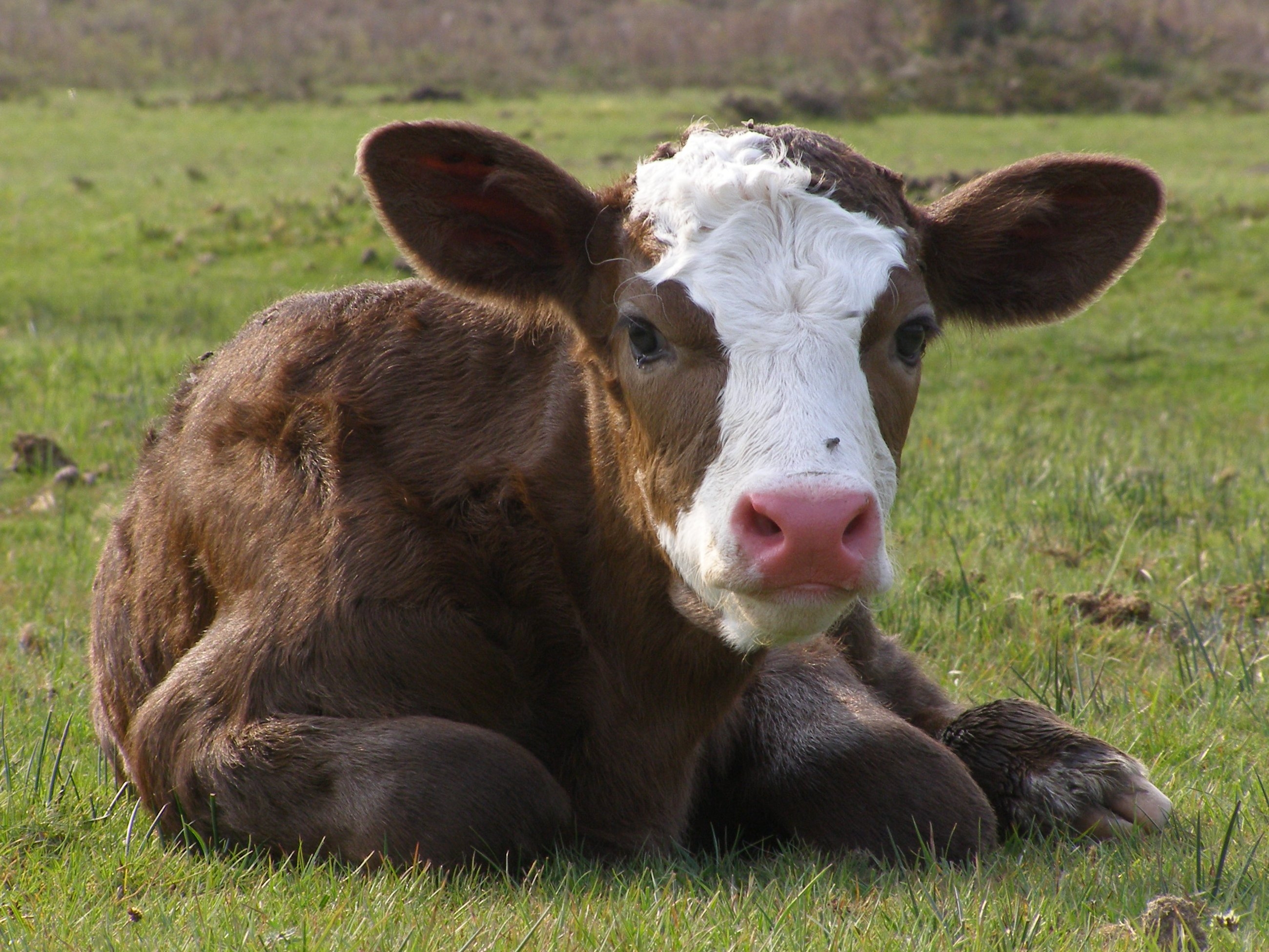 Laden Sie das Tiere, Ohren, Kopf, Kuh, Stier, Bull-Bild kostenlos auf Ihren PC-Desktop herunter