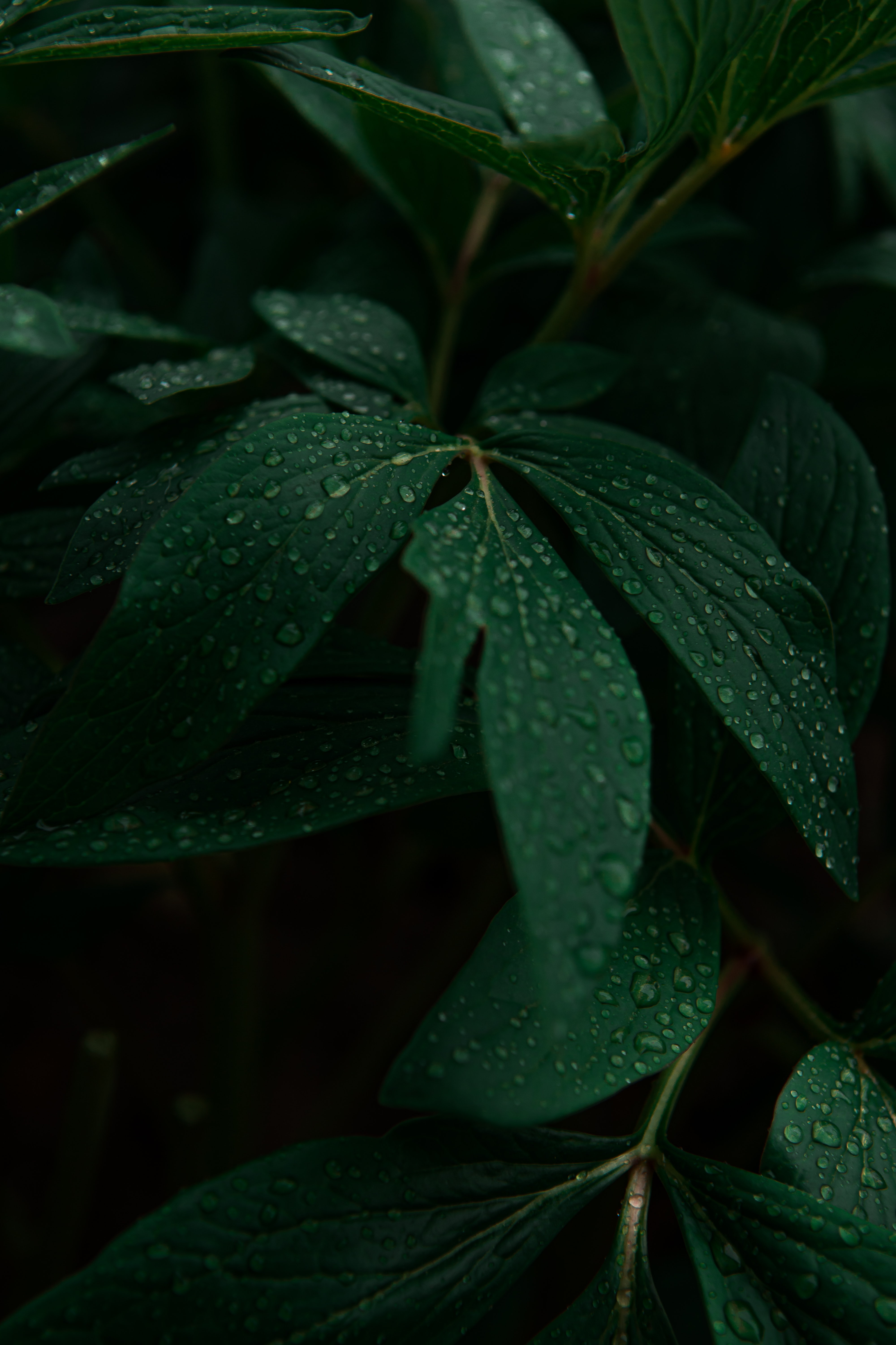 plant, nature, leaves, drops, dark HD wallpaper