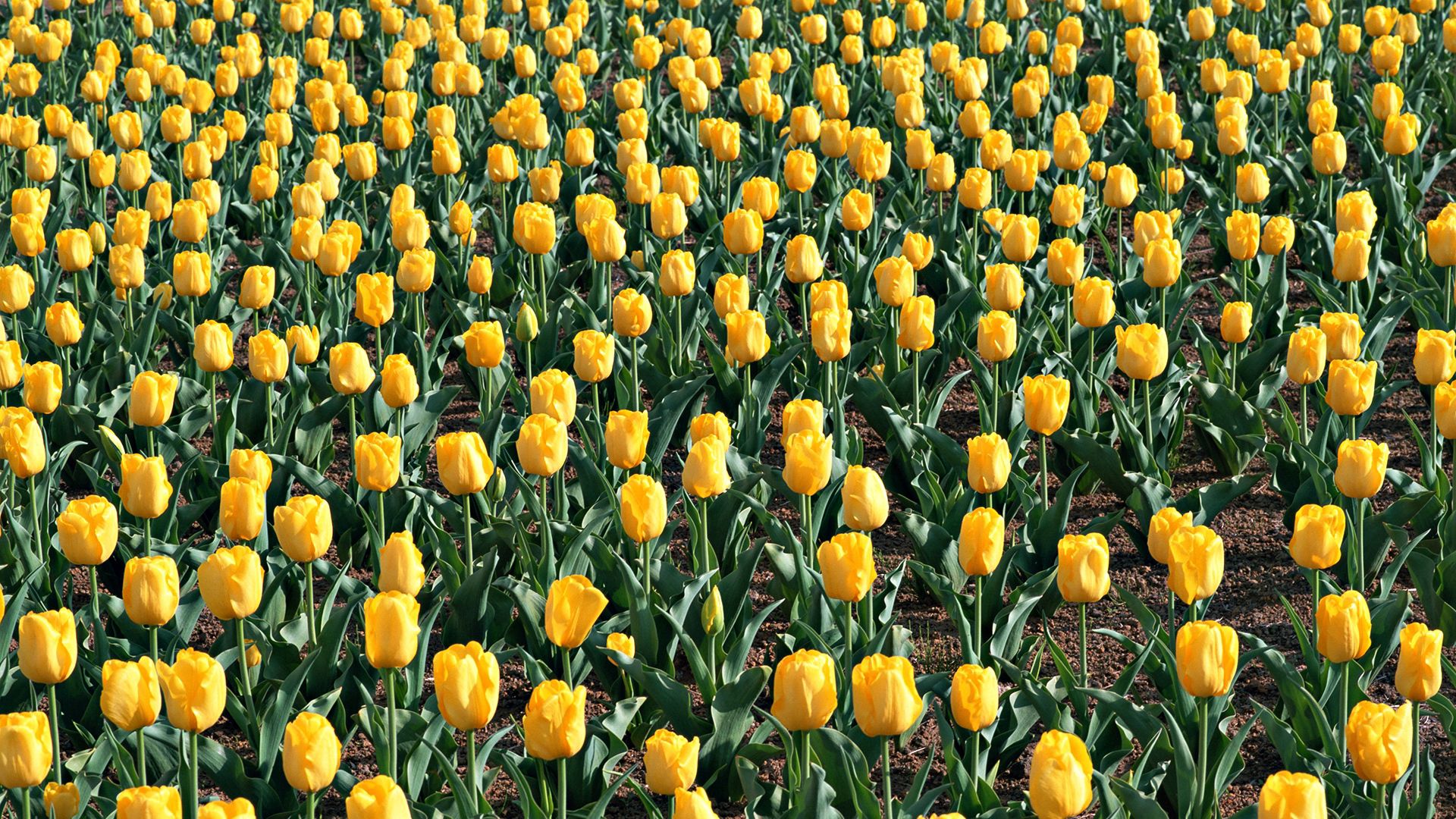 tulips, field, leaves, earth Panoramic Wallpapers