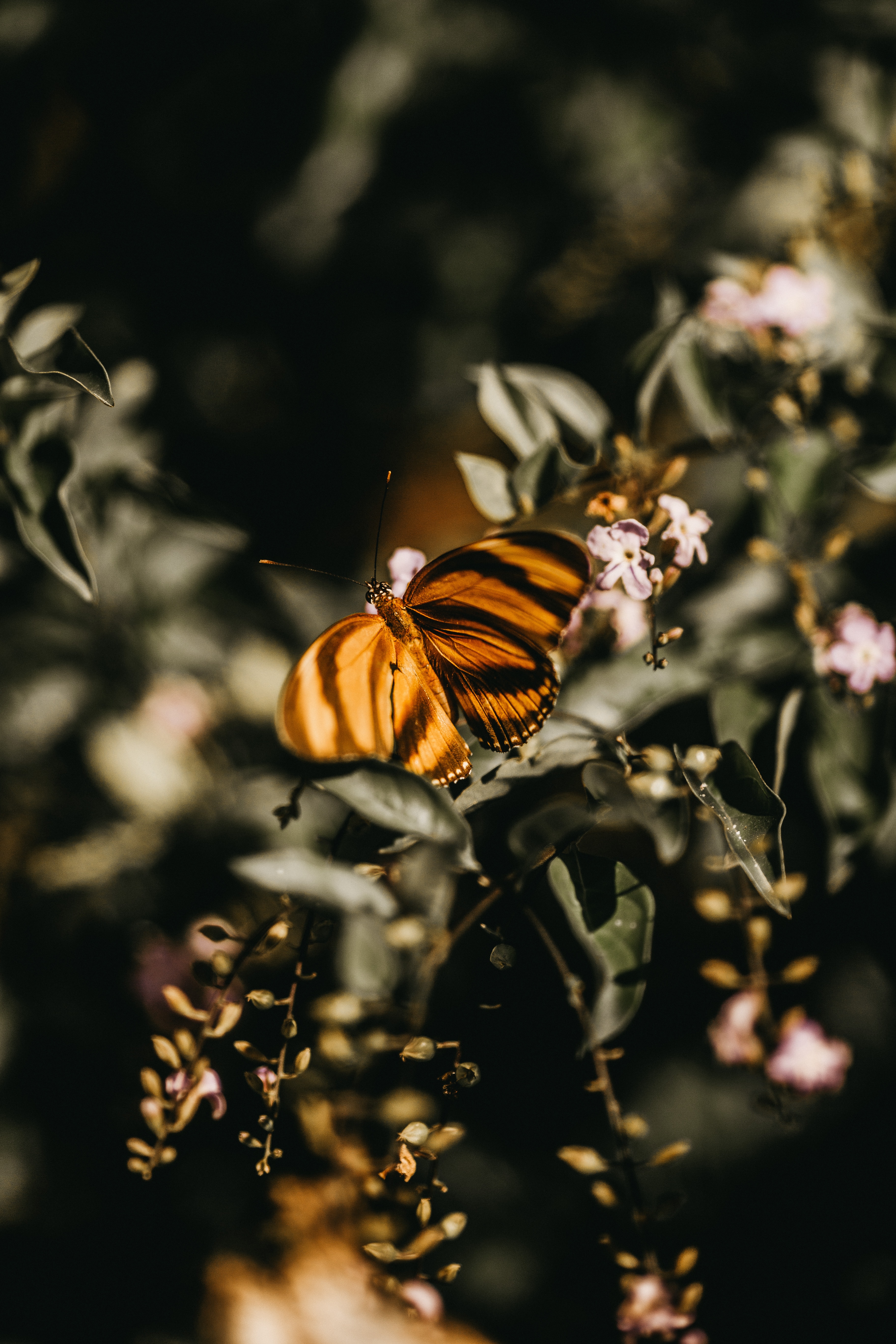 Laden Sie das Ast, Blumen, Lilac, Makro, Zweig, Insekt, Schmetterling-Bild kostenlos auf Ihren PC-Desktop herunter