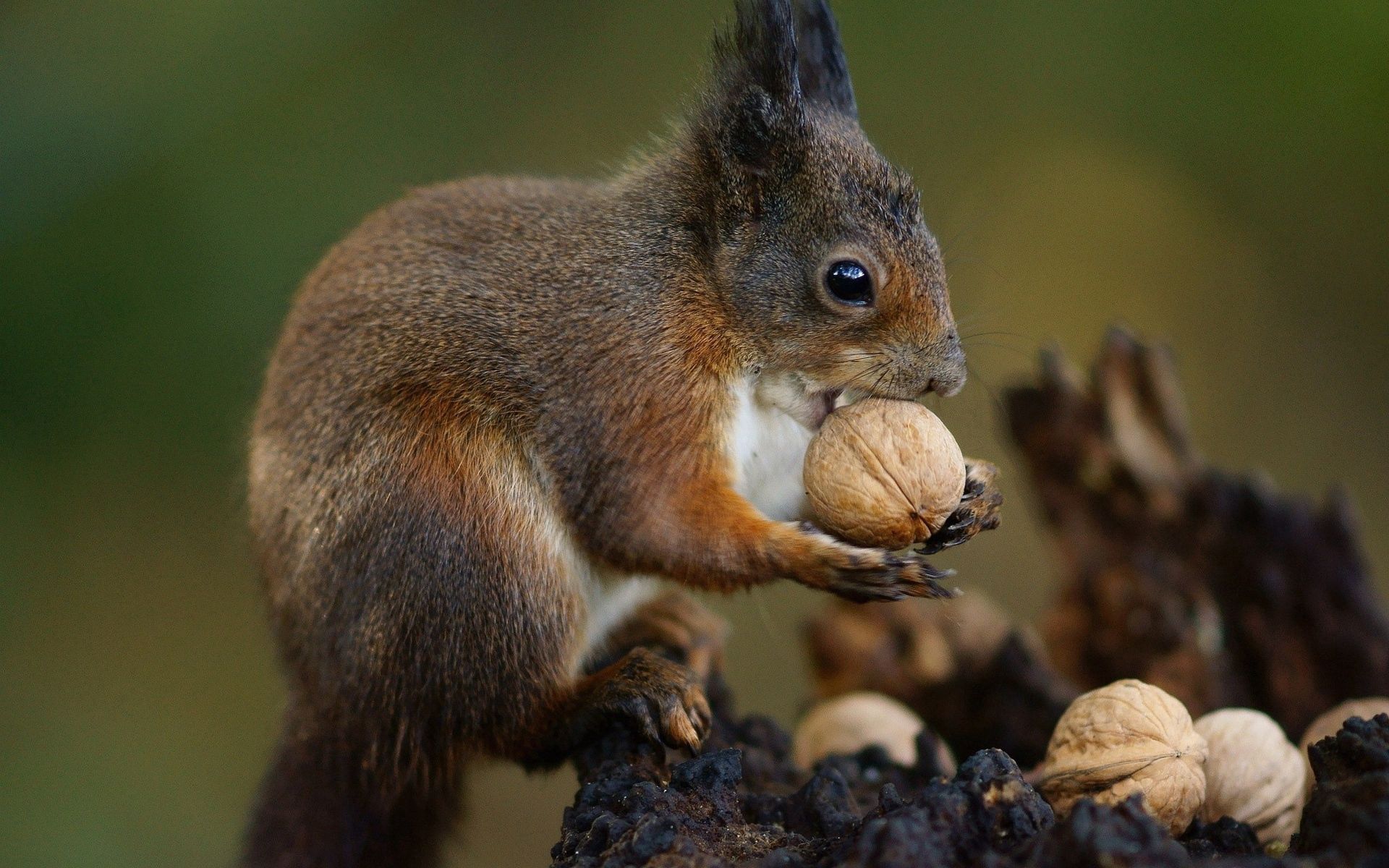 Handy-Wallpaper Eichhörnchen, Tiere, Lebensmittel, Tier, Nüsse kostenlos herunterladen.