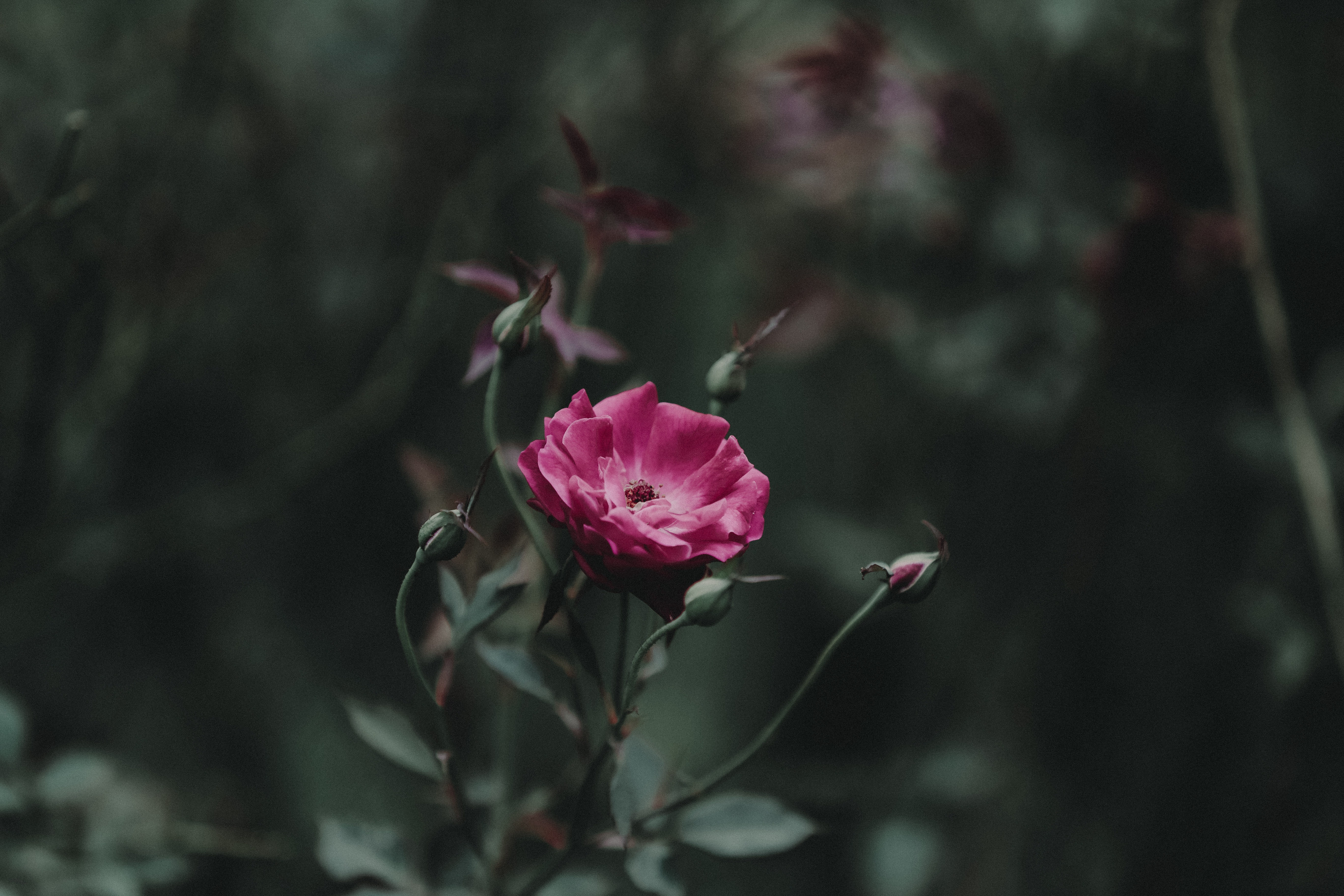 rose, flowers, pink, rose flower, bud, stem, stalk download HD wallpaper