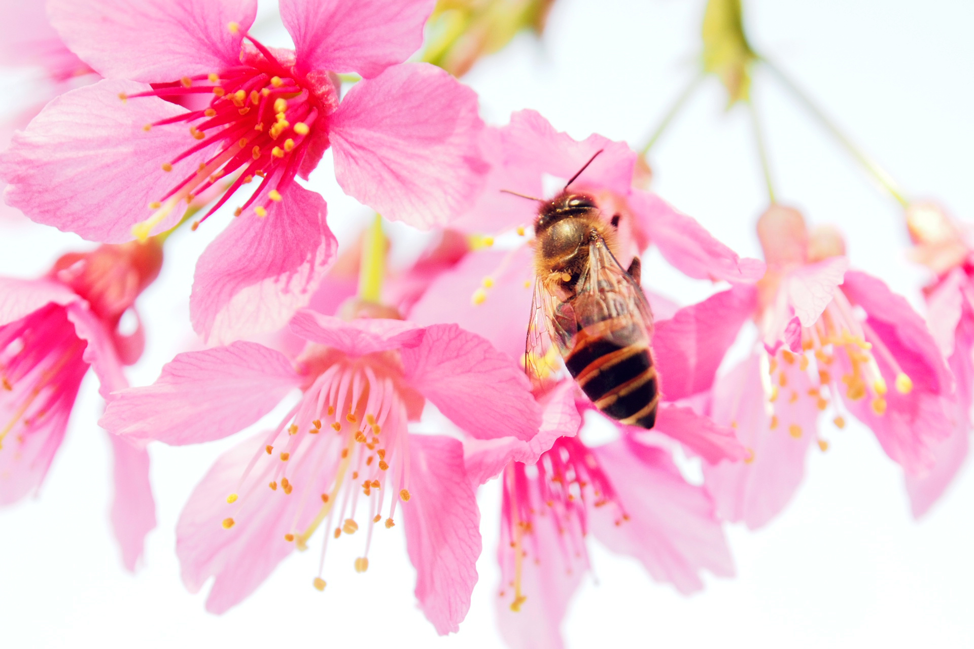 98659 Hintergrundbild herunterladen rosa, blume, makro, blütenblätter, biene, pollen - Bildschirmschoner und Bilder kostenlos