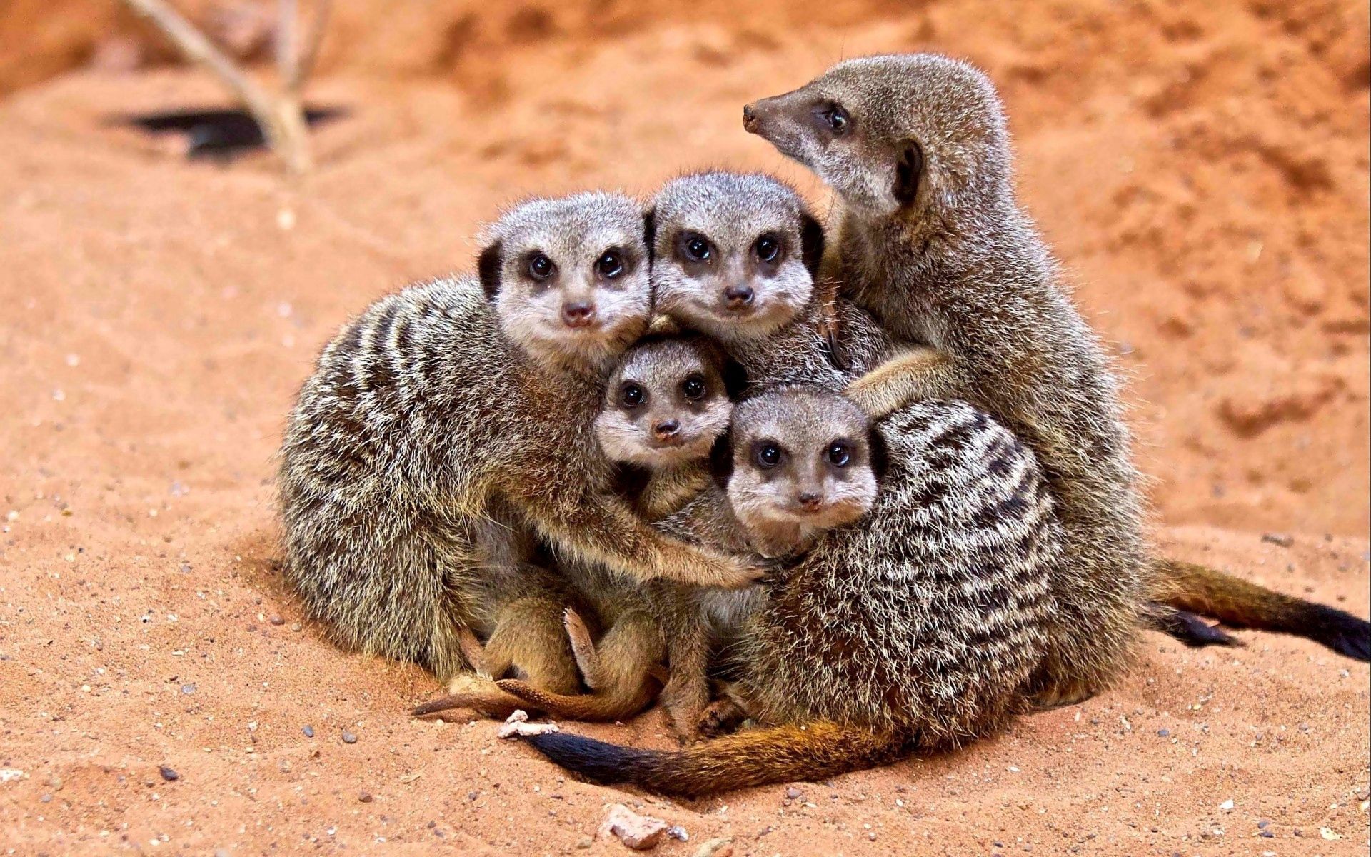 family, meerkat, animals, young, care, cubs, embrace, surikat wallpapers for tablet