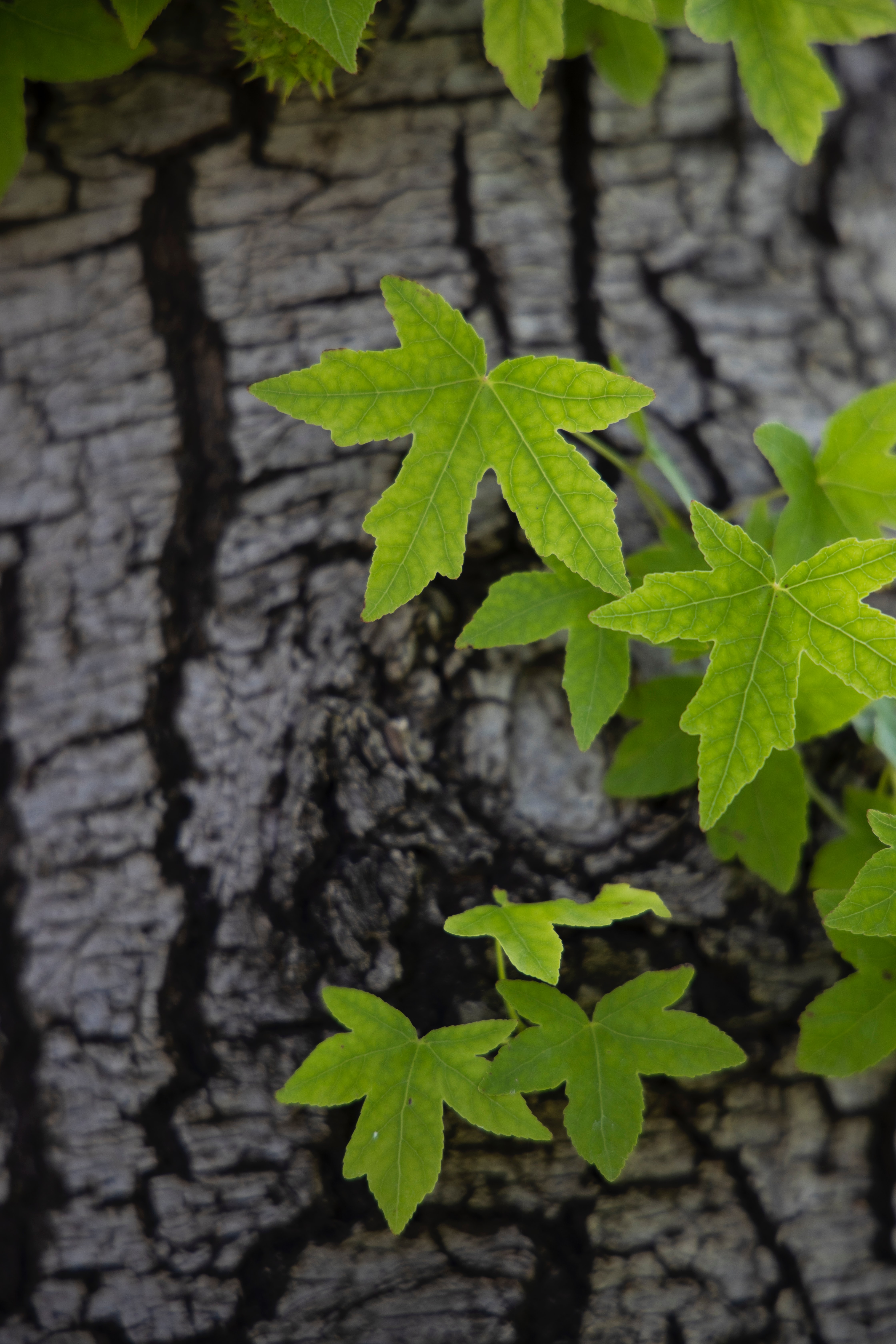 Laden Sie das Natur, Blätter, Holz, Baum, Borke, Bellen-Bild kostenlos auf Ihren PC-Desktop herunter