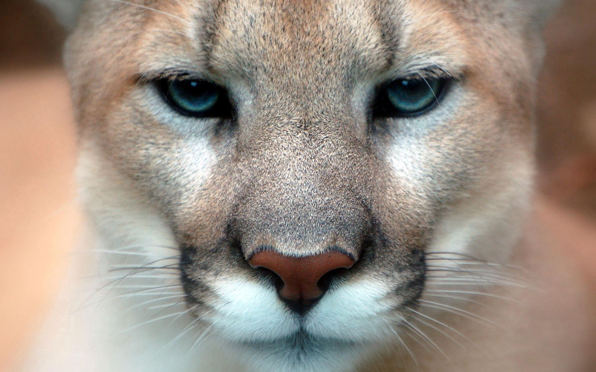 111253 Bildschirmschoner und Hintergrundbilder Puma auf Ihrem Telefon. Laden Sie tiere, puma, schnauze, nahaufnahme, sicht, meinung Bilder kostenlos herunter