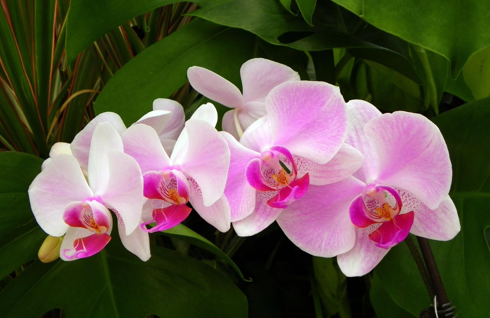 Widescreen image orchid, branch, flowers, close-up