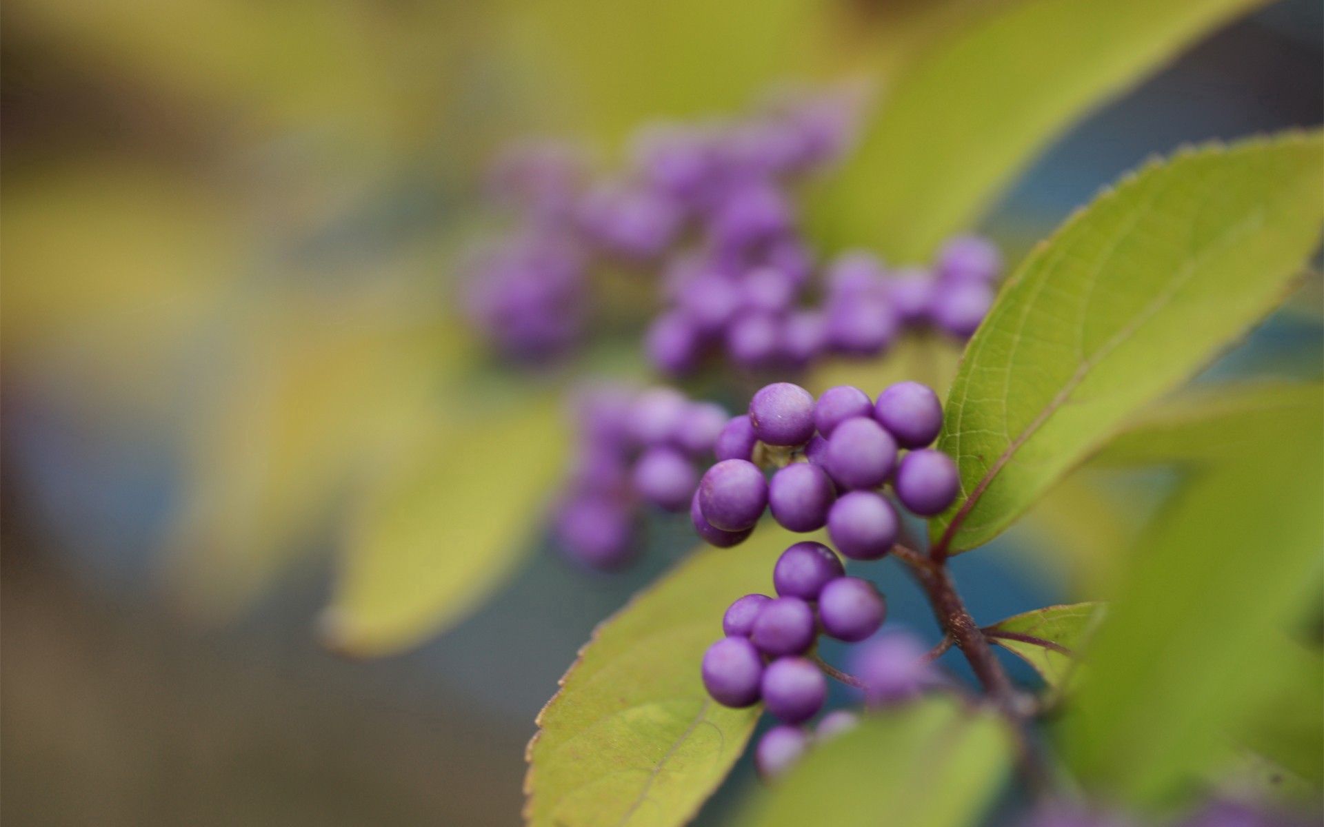 55245 Screensavers and Wallpapers Berry for phone. Download leaves, plant, macro, blur, smooth, berry pictures for free