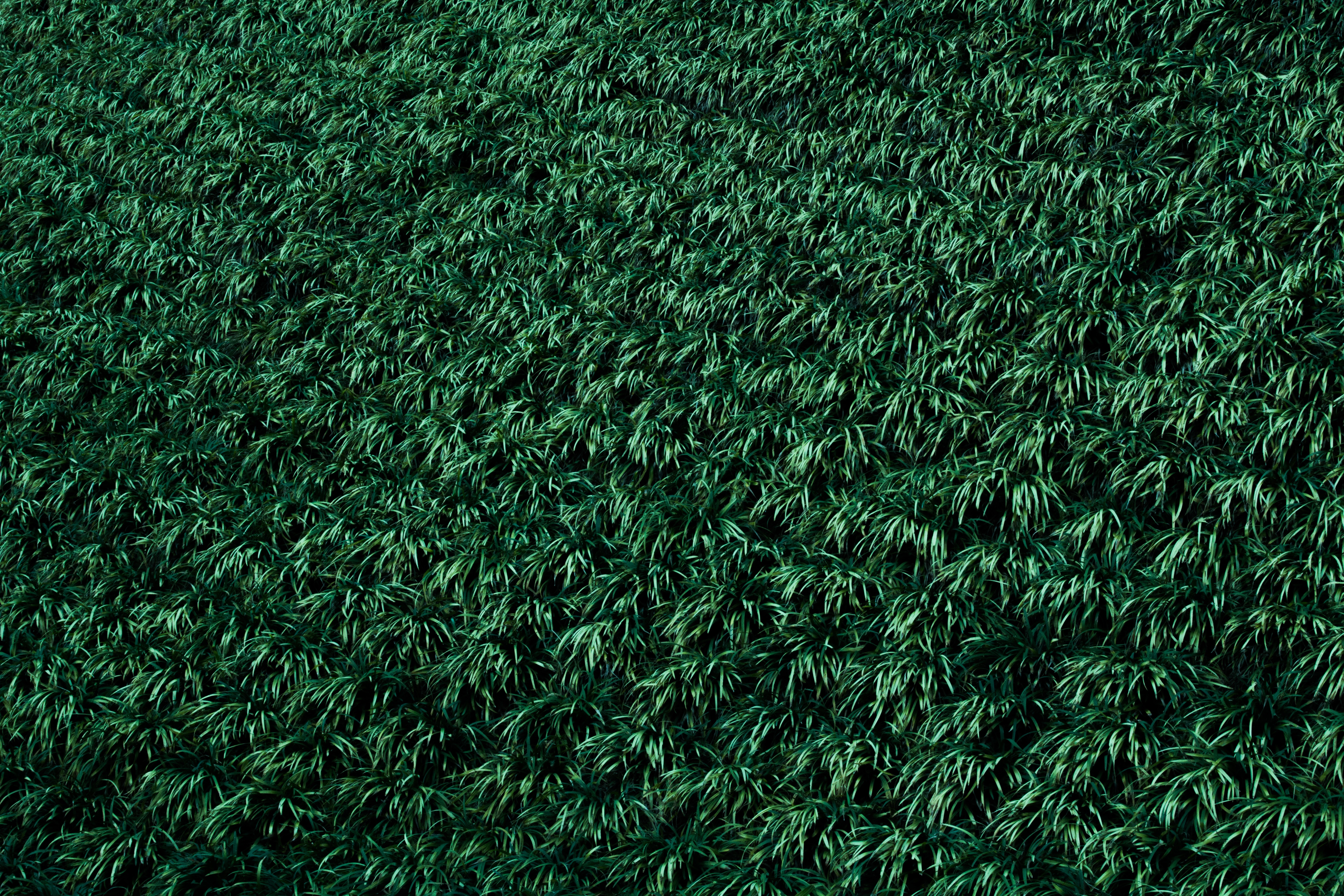 nature, grass, plants 3d Wallpaper