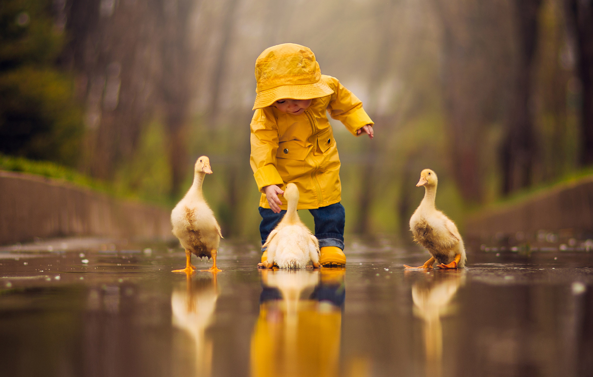 depth of field, cute, photography, bird, child, duck, reflection lock screen backgrounds