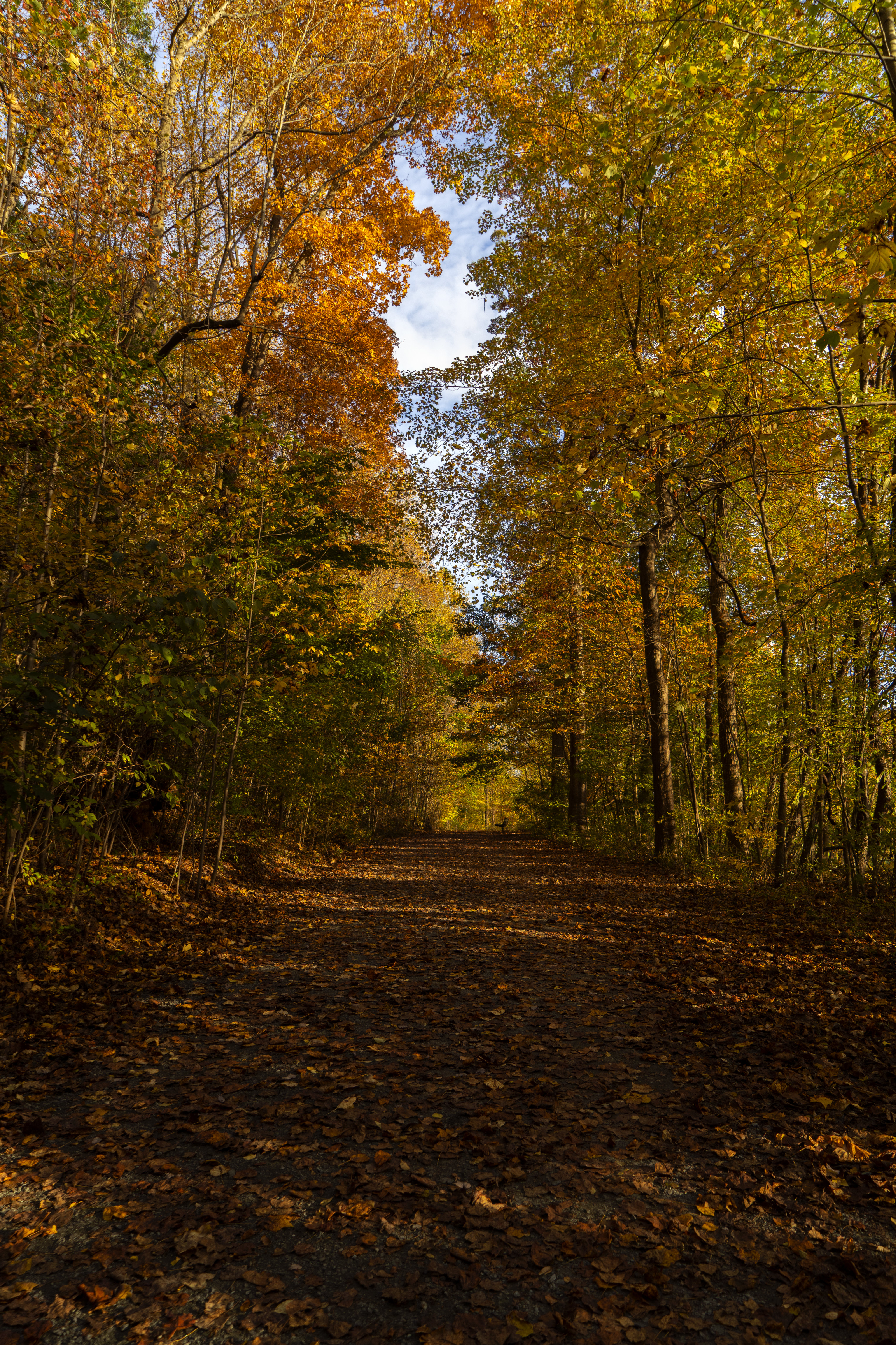 110177 скачать обои деревья, осень, природа, парк, дорожка, опавшая листва - заставки и картинки бесплатно