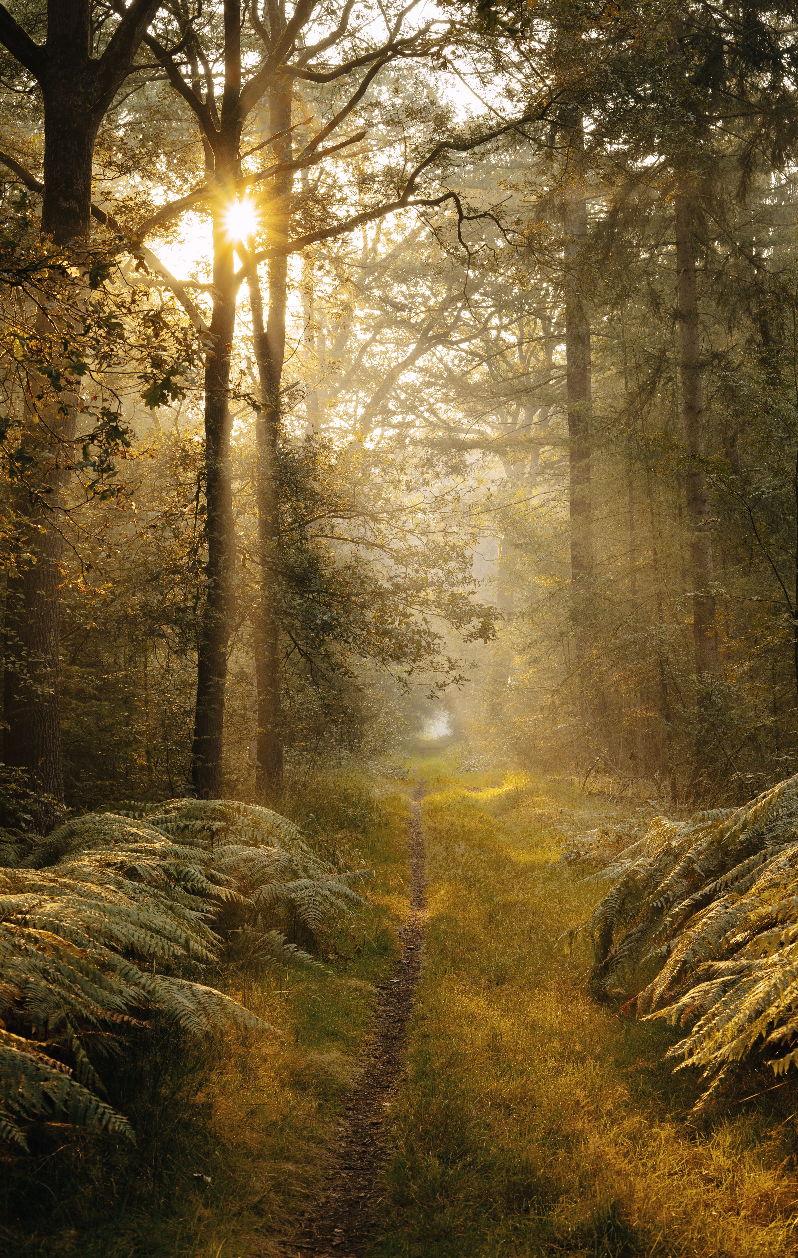 android path, nature, trees, bush, fern, beams, rays
