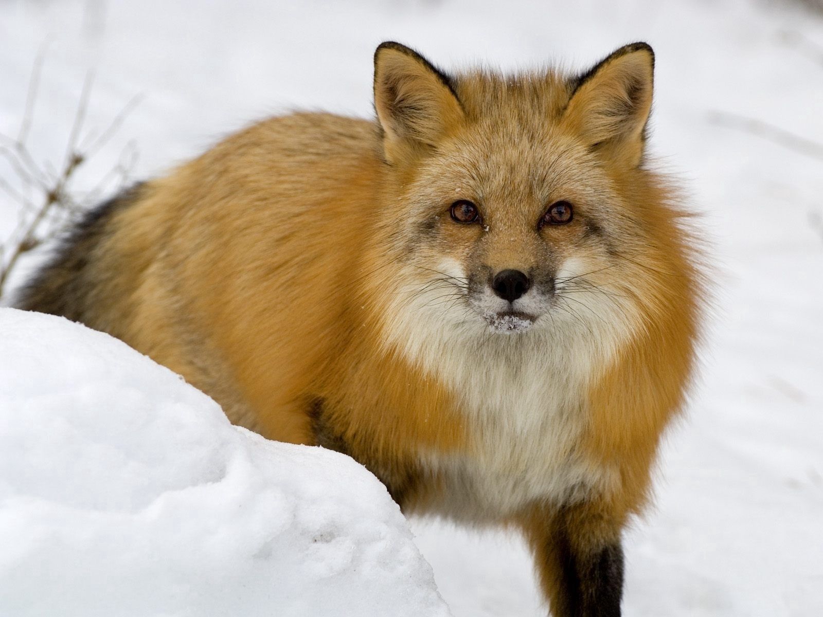 fear, animals, winter, snow, fox, muzzle HD wallpaper