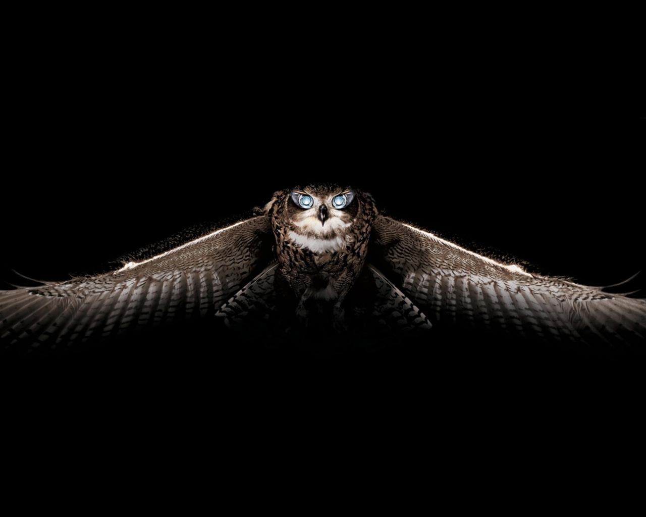 iPhone Wallpapers birds, black, animals, owl Art Photo