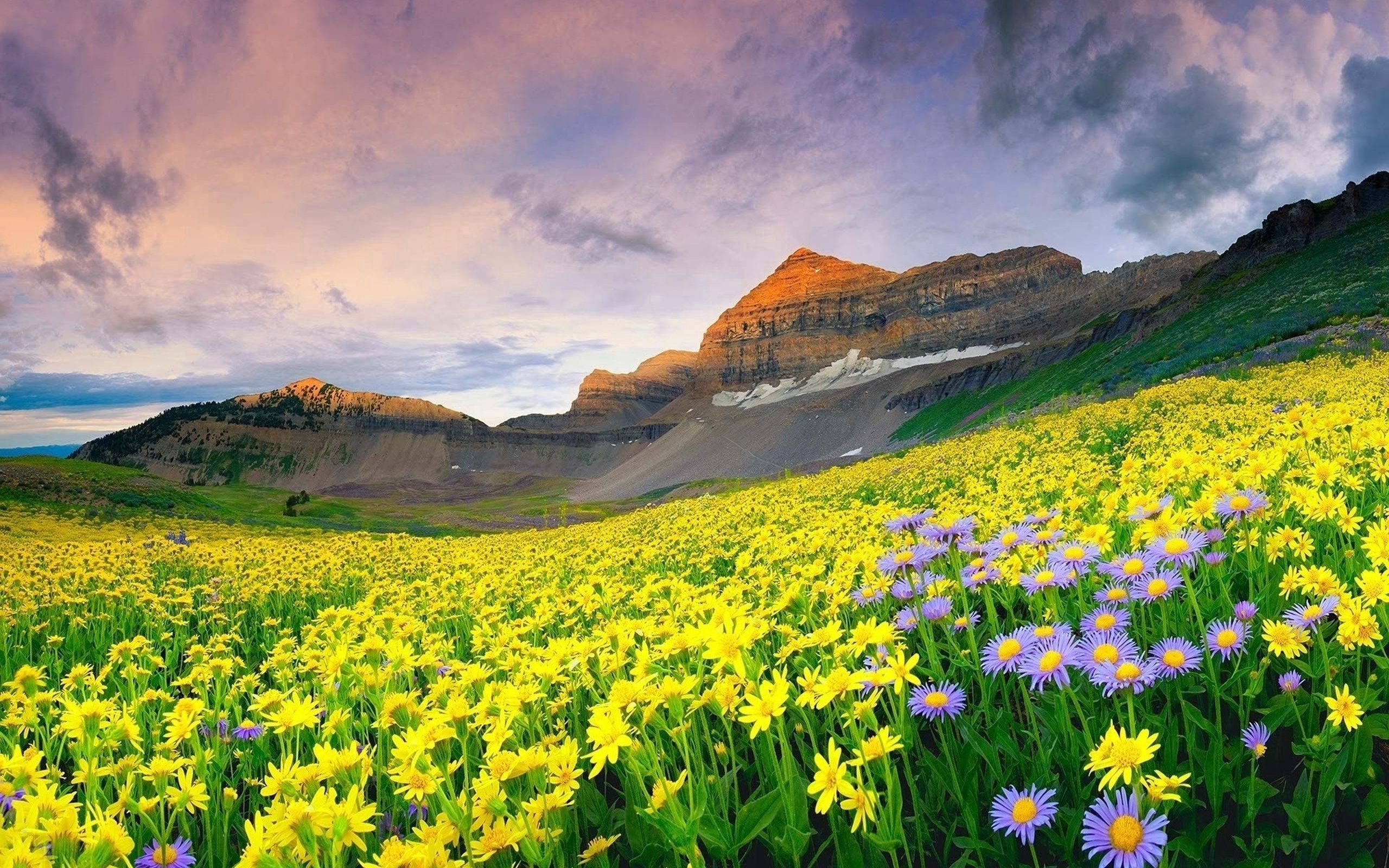 Laden Sie das Feld, Blumen, Natur, Grass, Mountains-Bild kostenlos auf Ihren PC-Desktop herunter