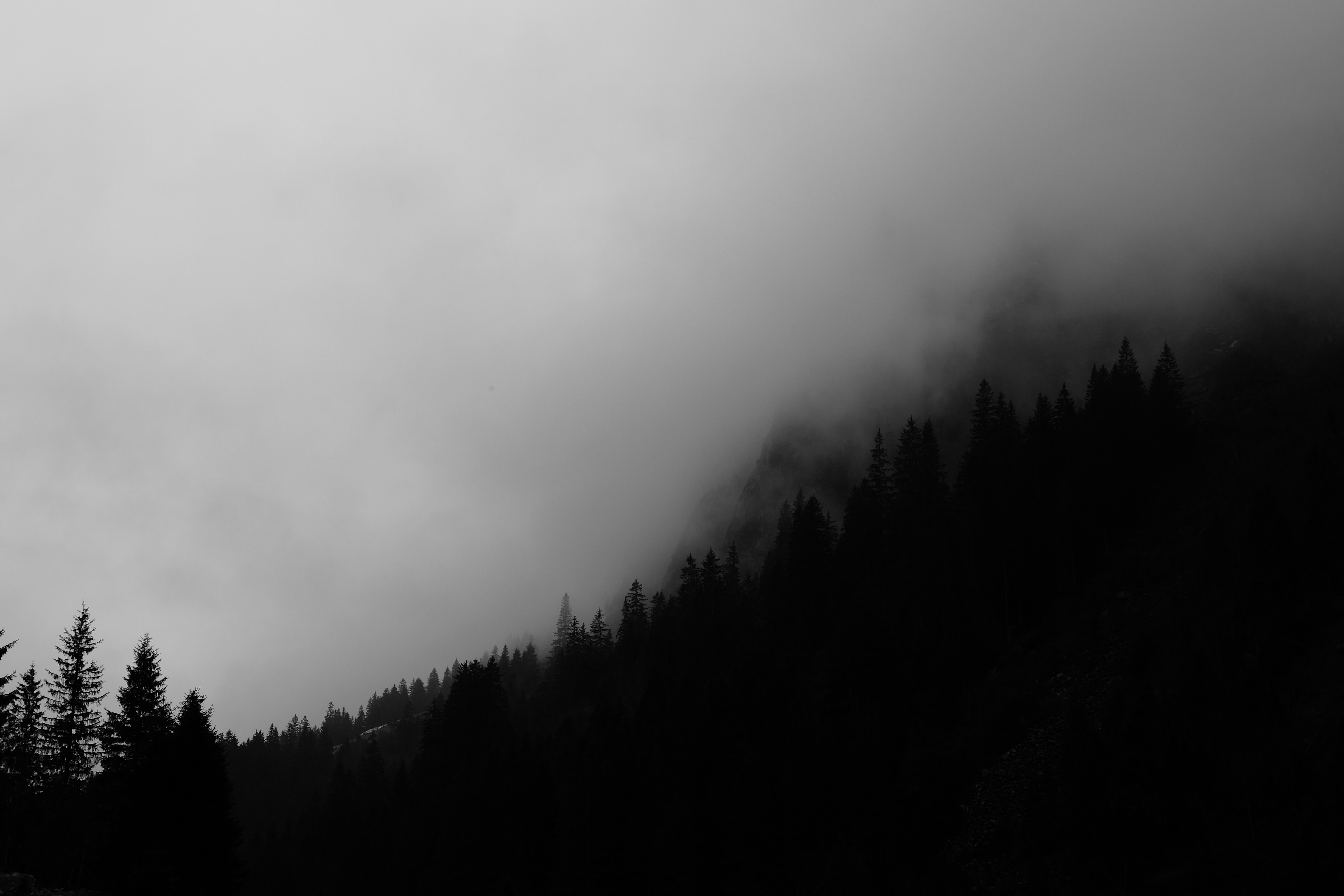 dark, trees, black, forest, fog, bw, chb 2160p