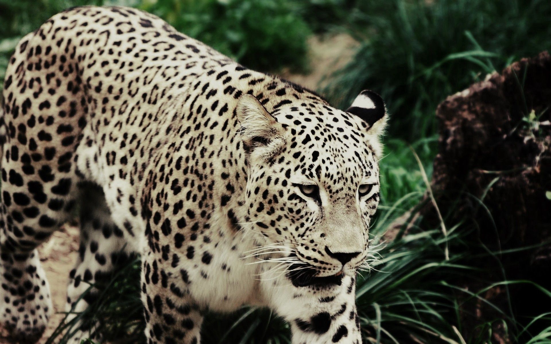 56219 Hintergrundbild herunterladen tiere, grass, leopard, gefleckt, fleckig, große katze, big cat, bummel, spaziergang - Bildschirmschoner und Bilder kostenlos