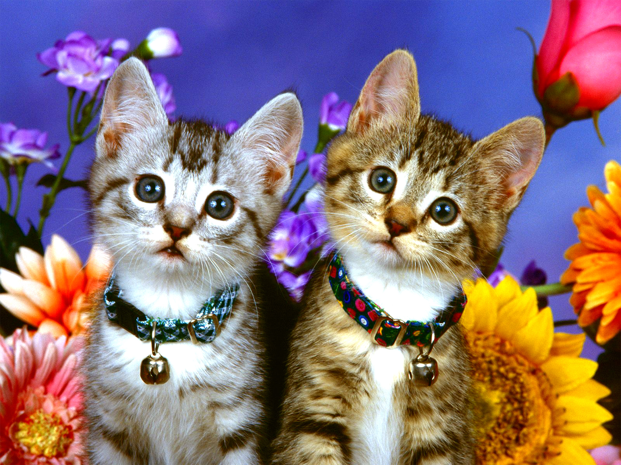 HD desktop wallpaper: Cats, Flower, Cat, Kitten, Animal, Cute download free  picture #377279