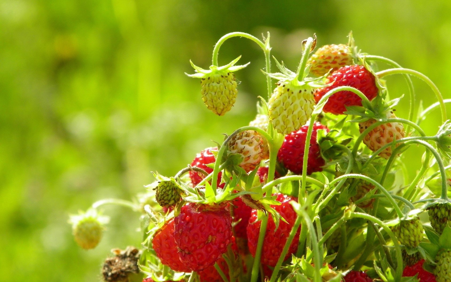 Laden Sie das Lebensmittel, Erdbeere, Blätter, Ast, Zweig, Wilde Erdbeeren-Bild kostenlos auf Ihren PC-Desktop herunter