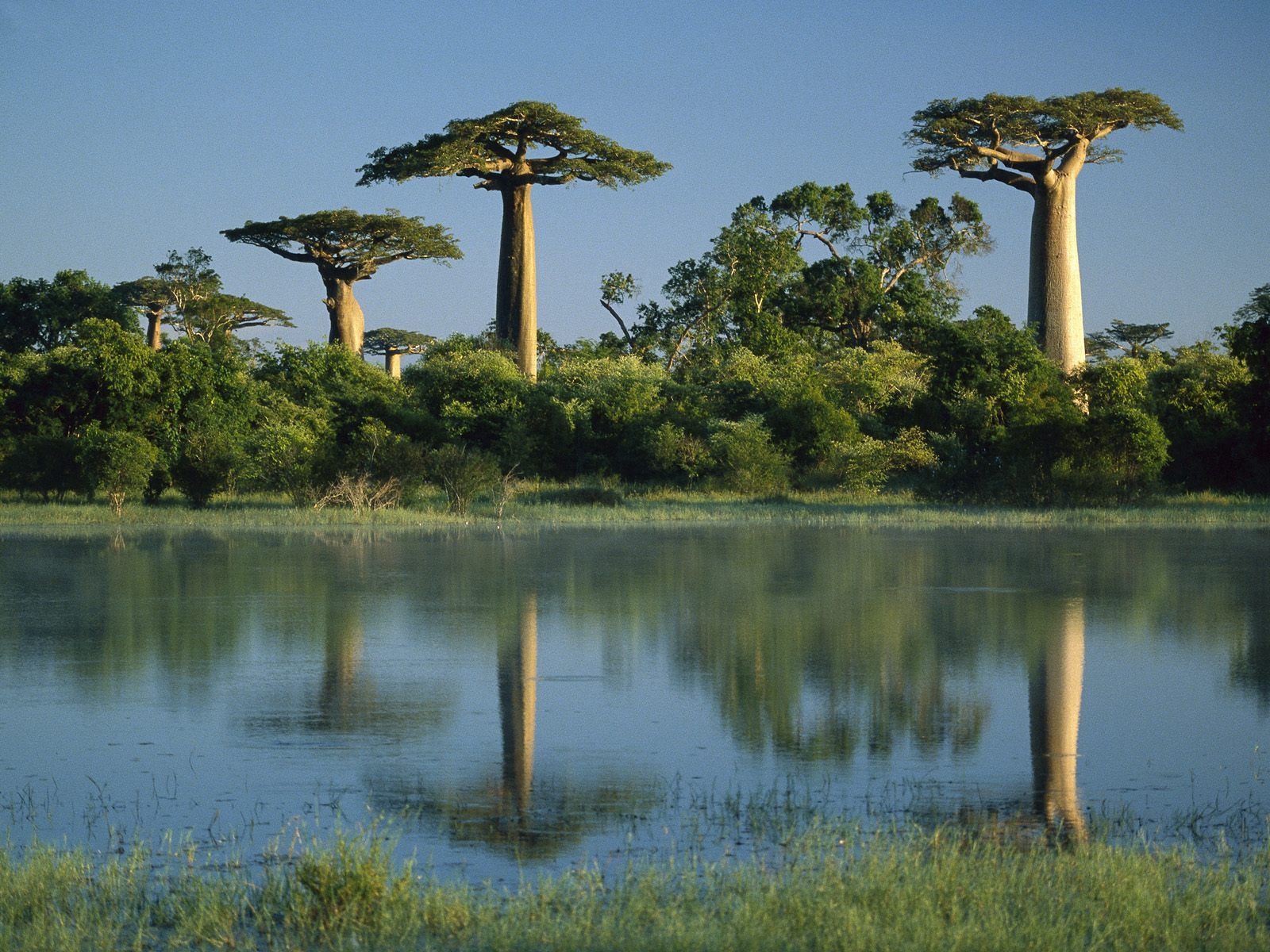 trees, madagascar, nature, water, shore, bank, baobab, baobabs