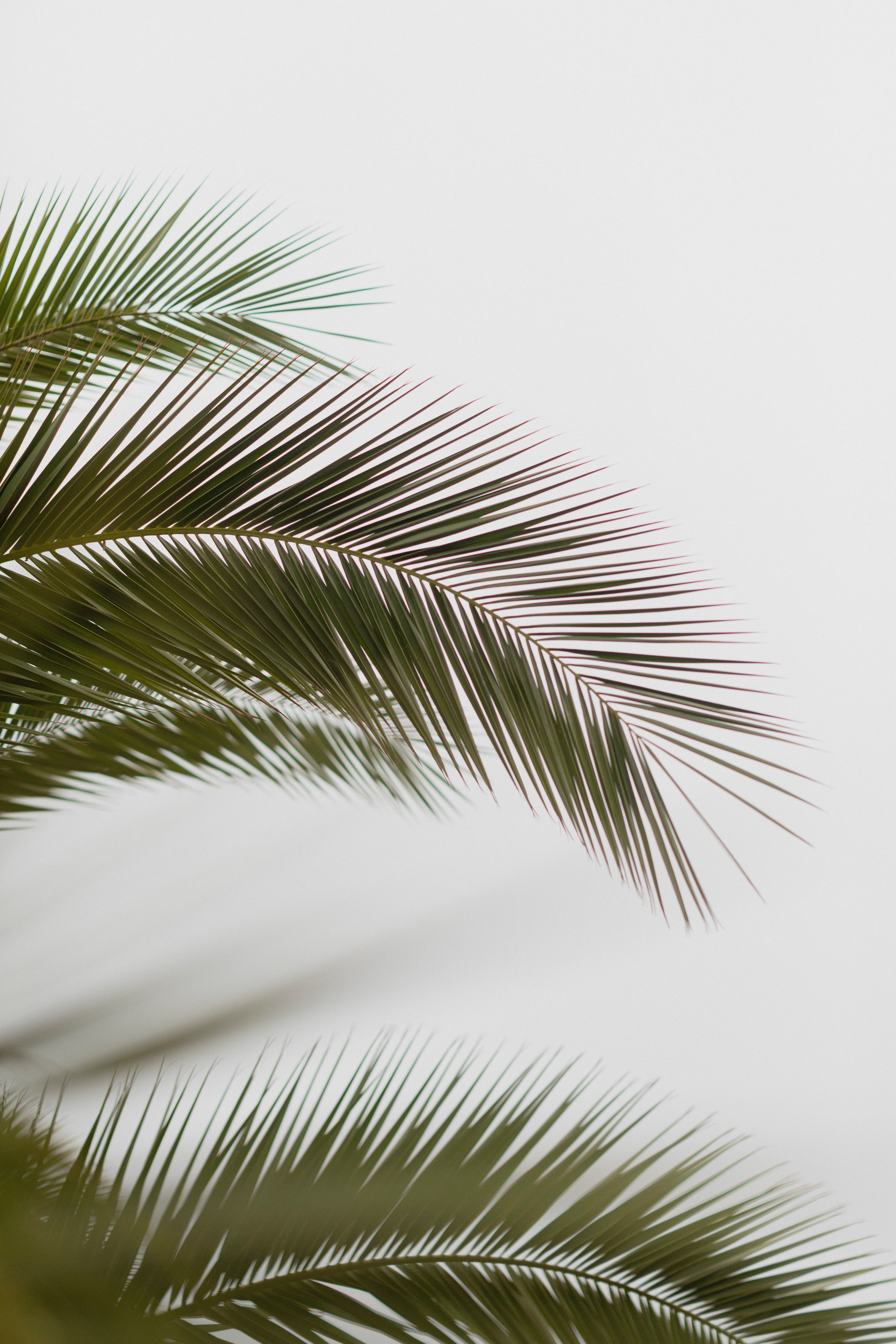 carved, minimalism, branch, palm Hd 1080p Mobile