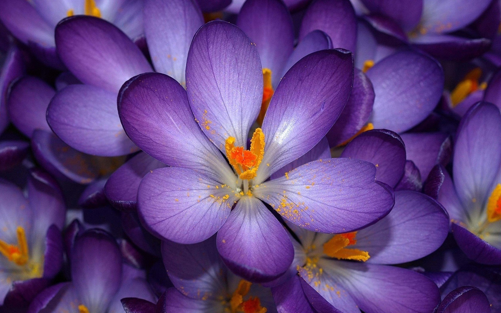 earth, crocus, flower, purple flower, flowers