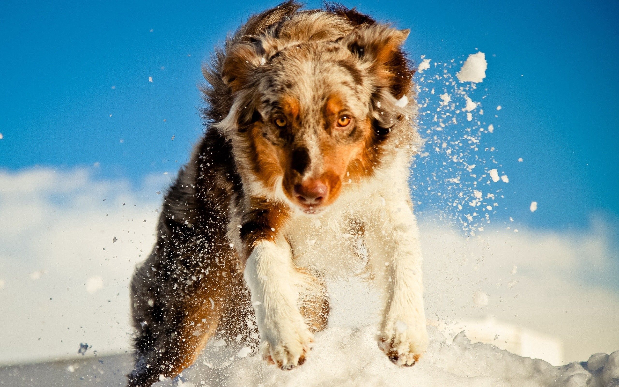 100954 Bild herunterladen tiere, schnee, hund, weglaufen, ausführen - Hintergrundbilder und Bildschirmschoner kostenlos
