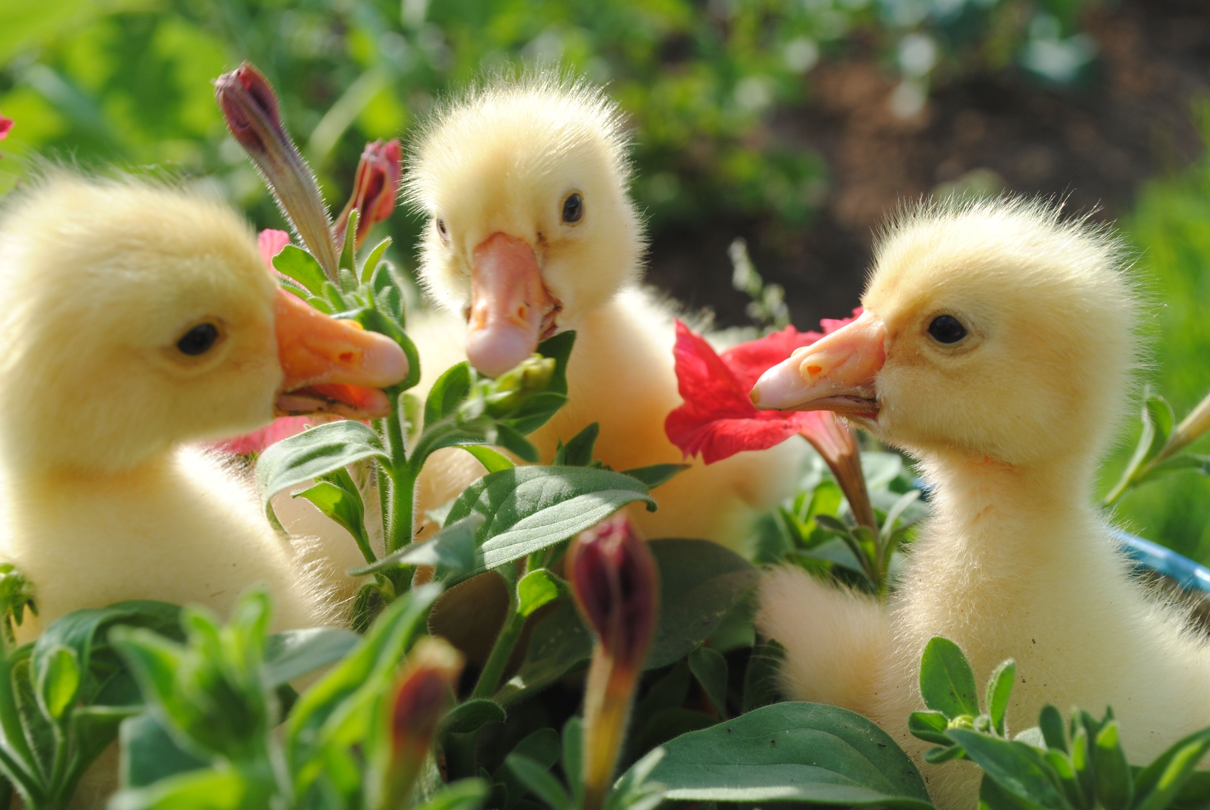 flowers, animals, food, beak, ducklings 4K