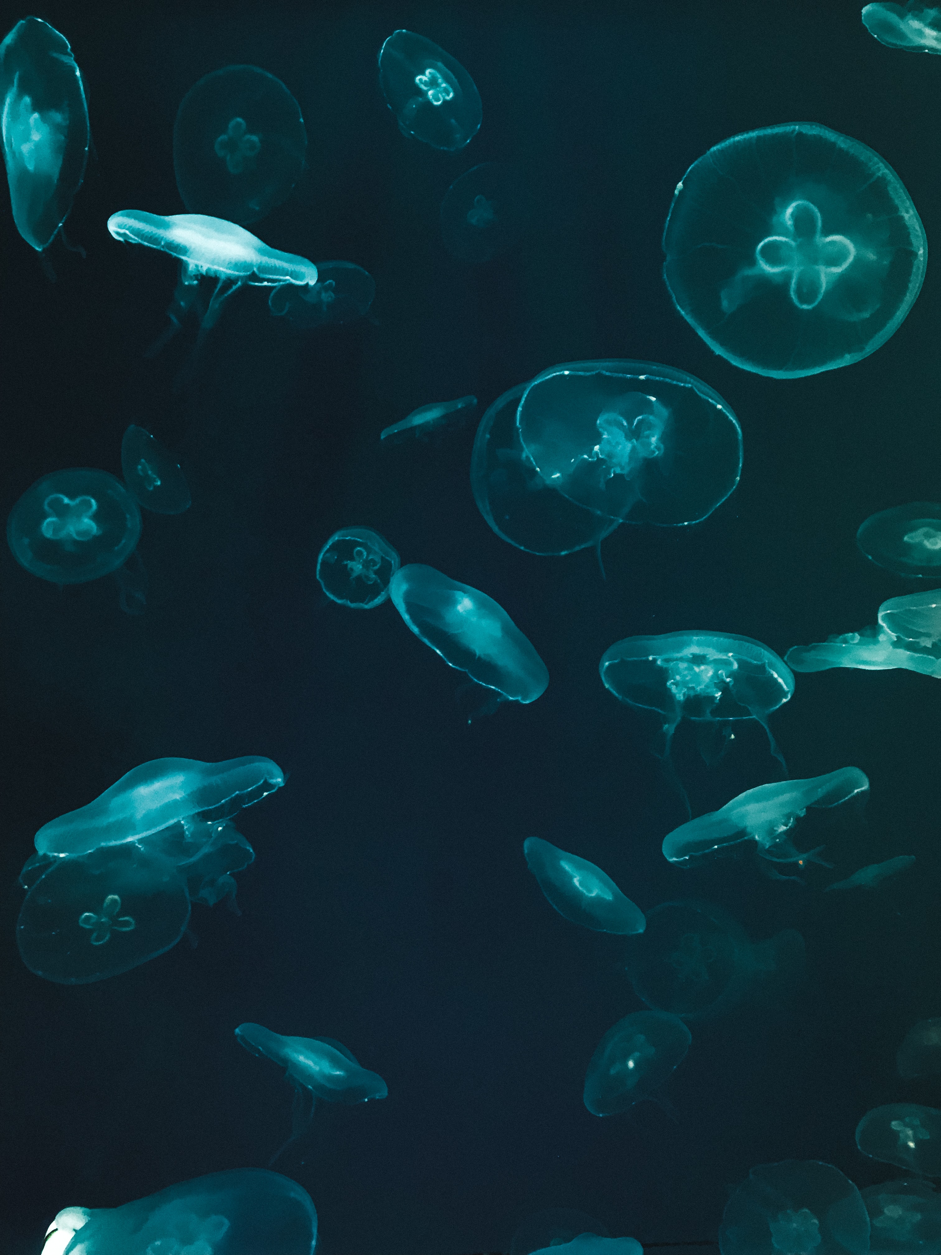Laden Sie das Jellyfish, Dunkel, Unterwasserwelt-Bild kostenlos auf Ihren PC-Desktop herunter
