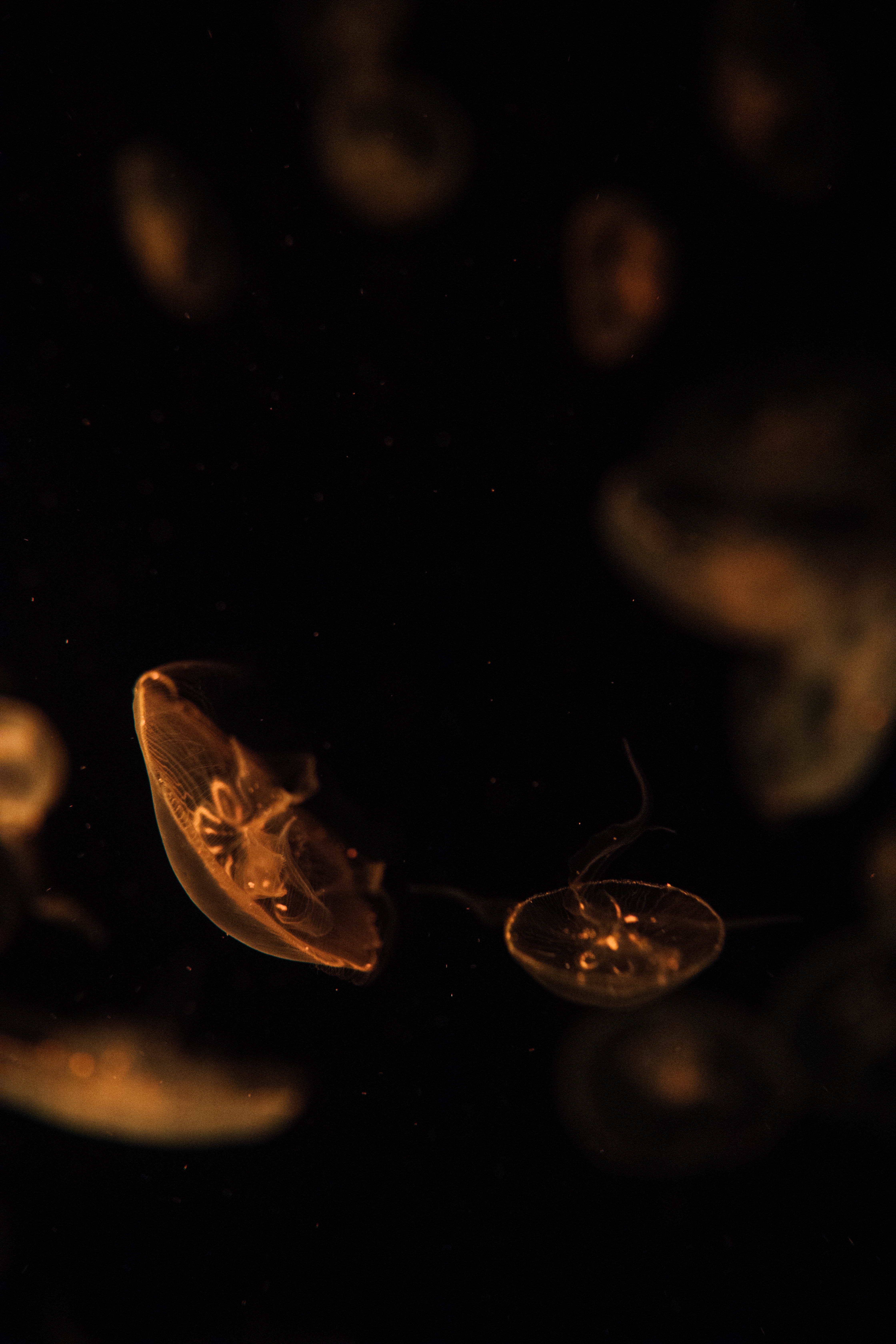 animals, jellyfish, brown, depth, creatures, under water, underwater cell phone wallpapers